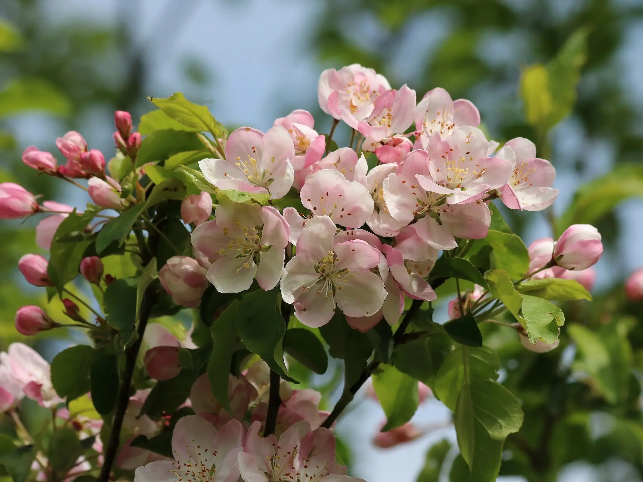 Apple Tree