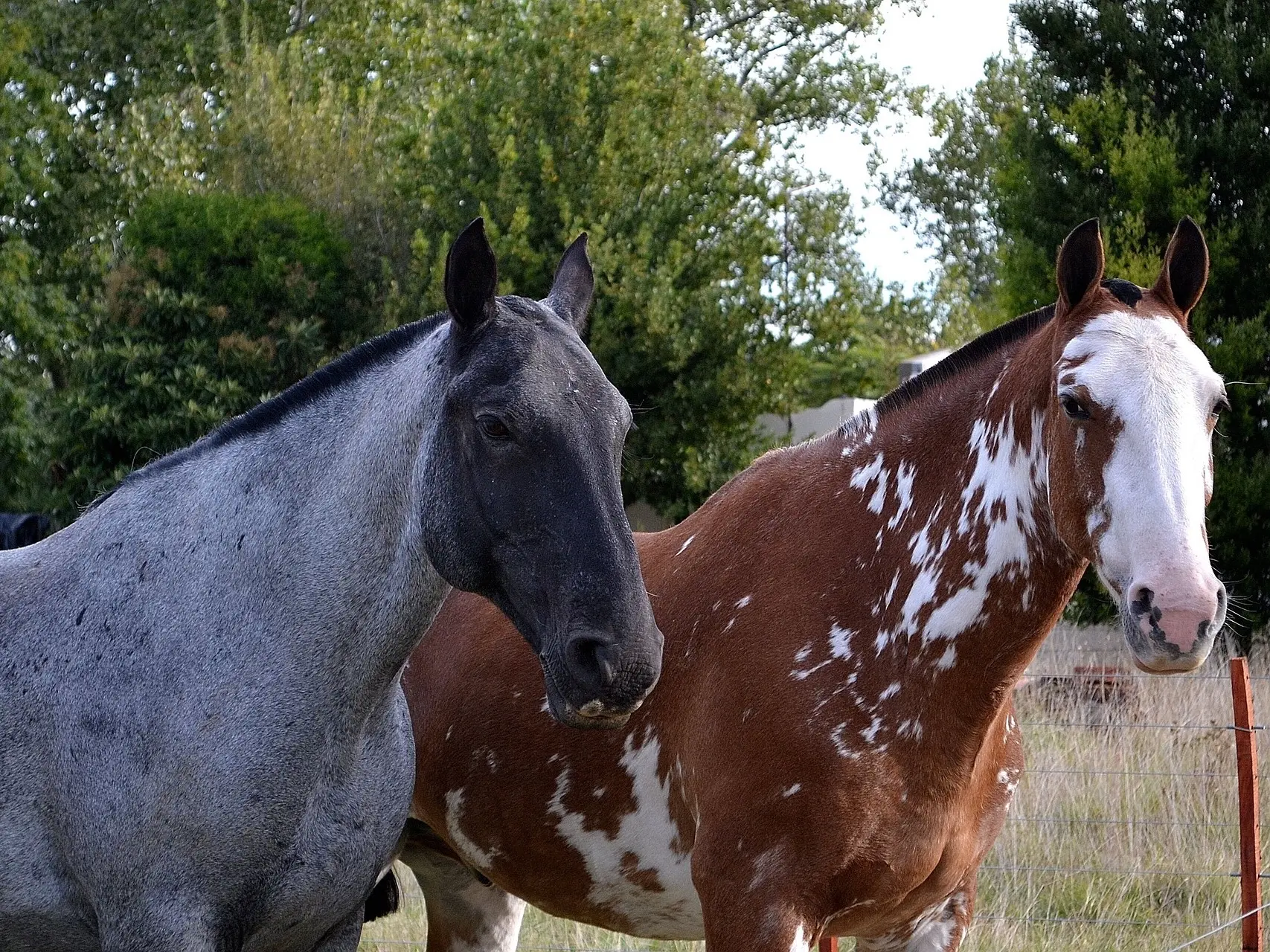 Manchado pinto horse