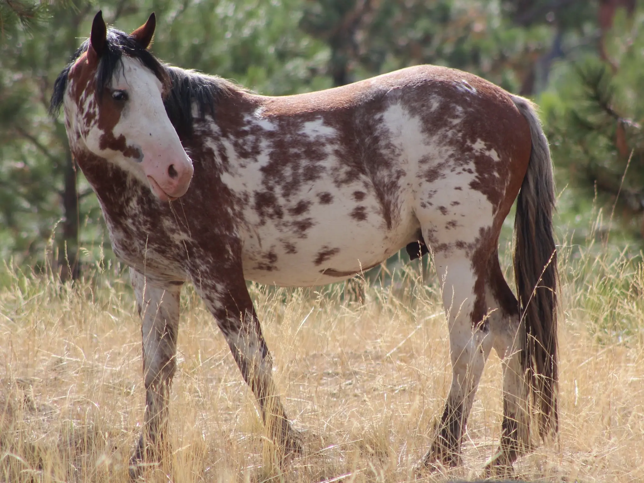 Manchado pinto horse