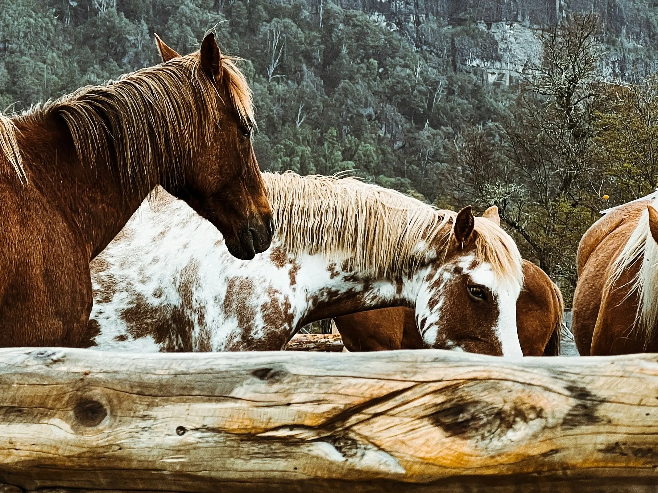 Manchado pinto Horse