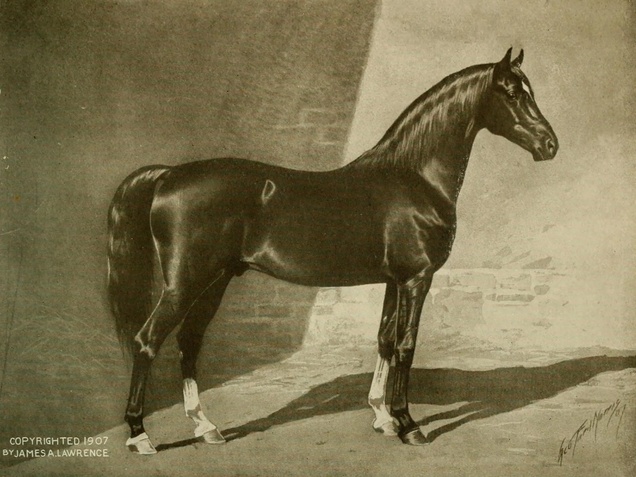 Maneghi Arabian Horse