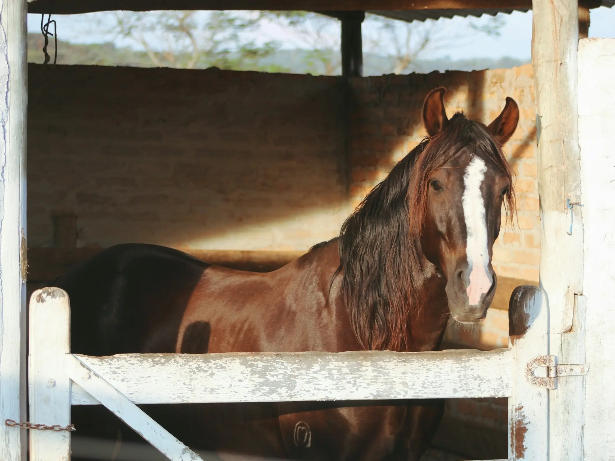 Mangalarga Marchador Horse