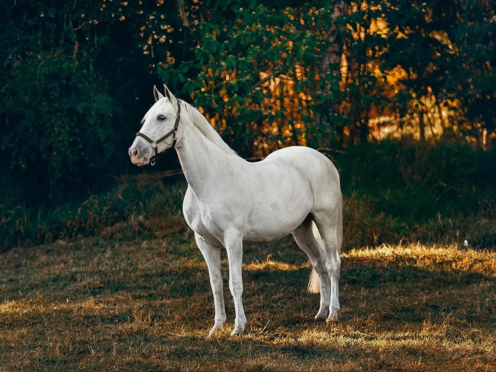 Mangalarga Marchador Horse