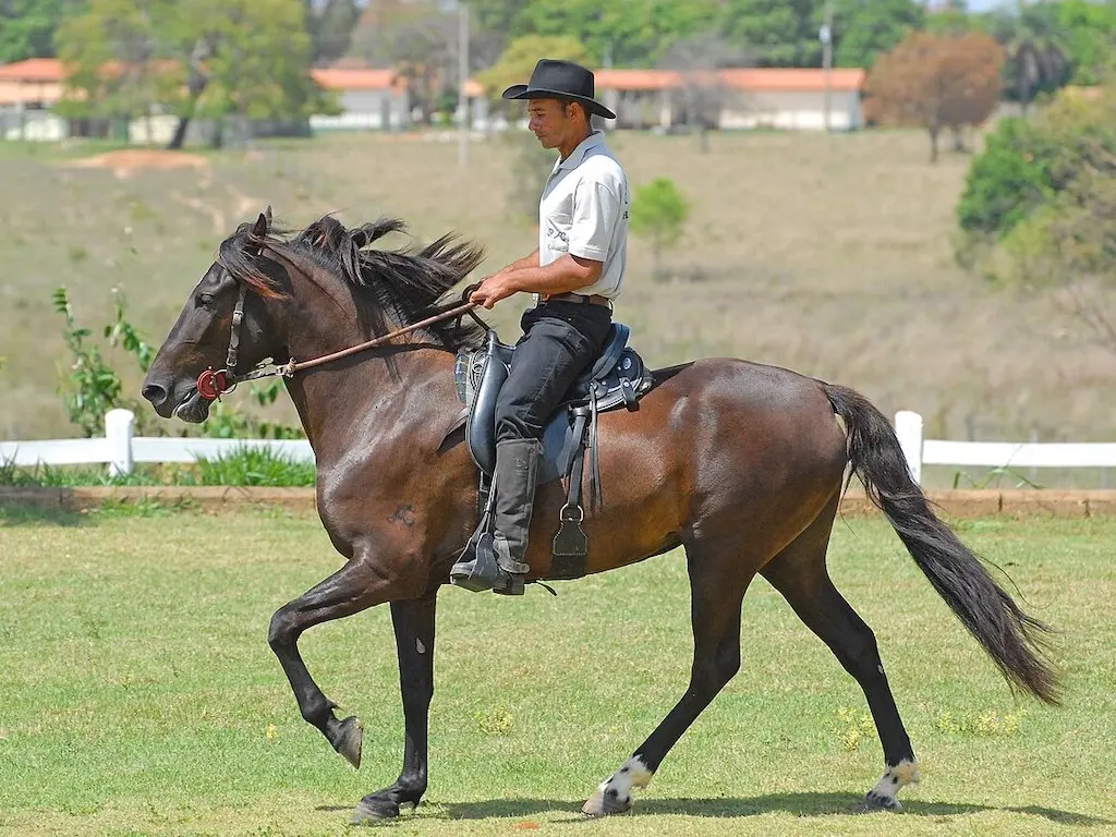 Mangalarga Marchador