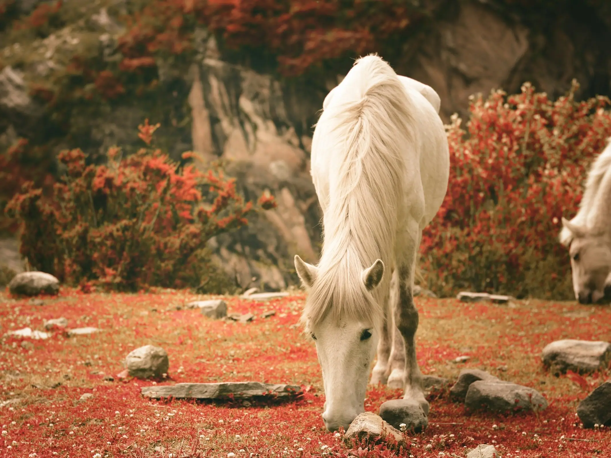 Manipuri Pony