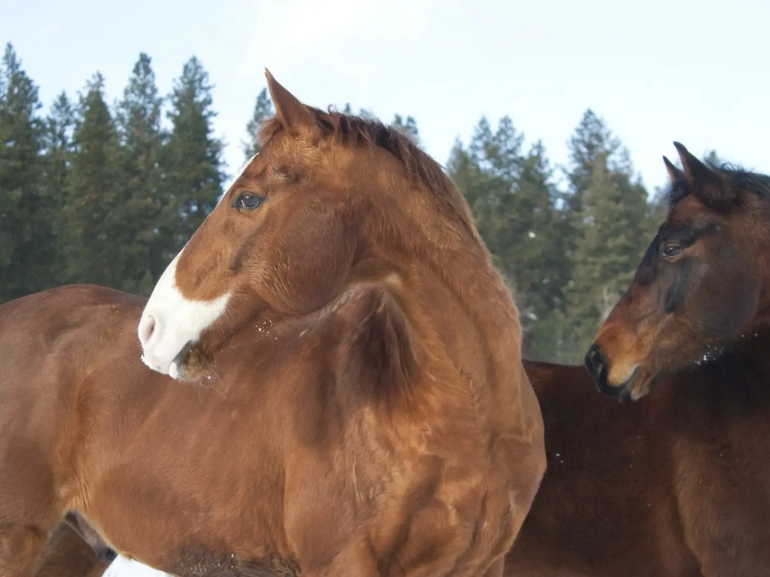 Apron faced horse