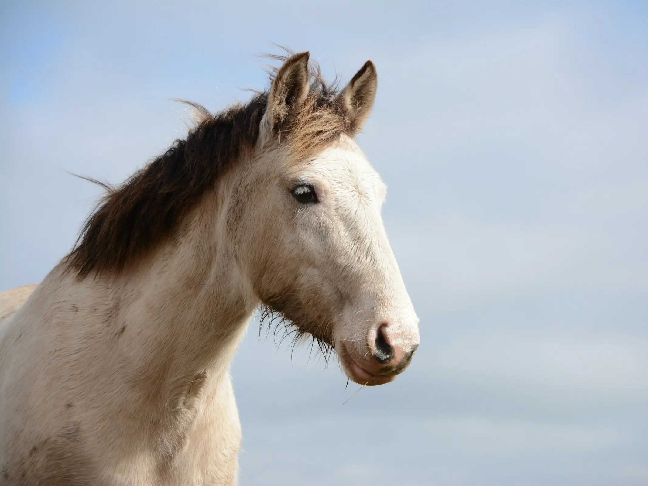 Apron faced horse