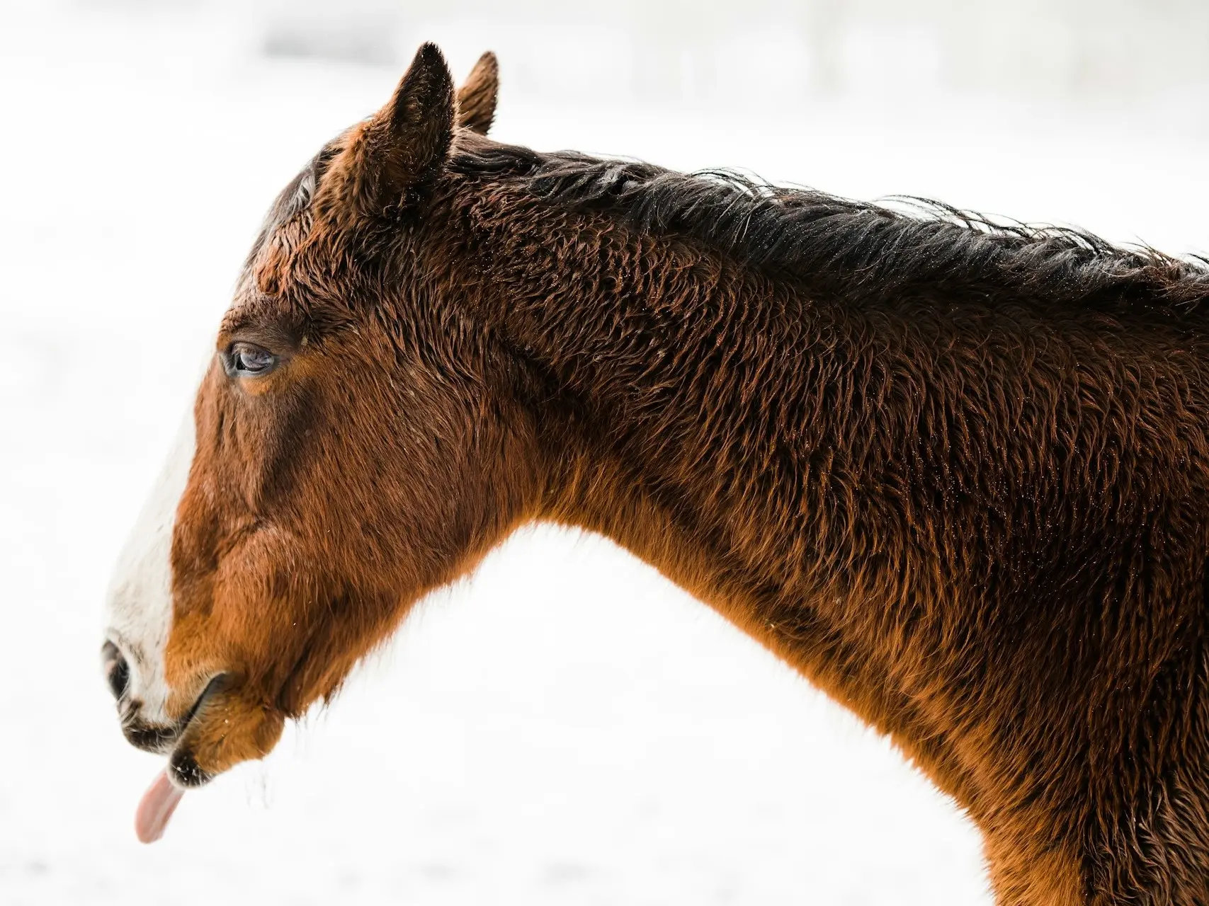 Apron faced horse