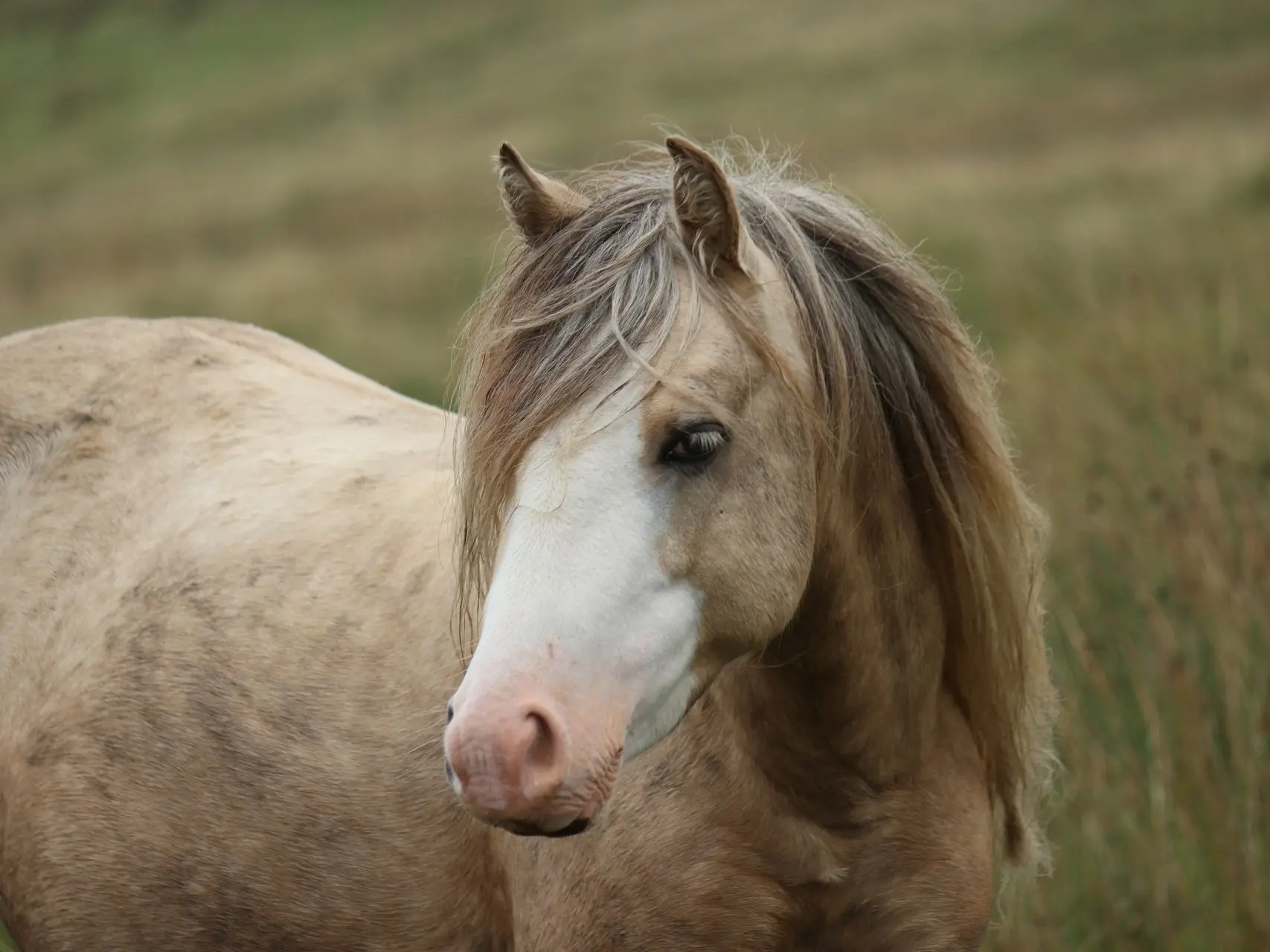 Apron faced horse