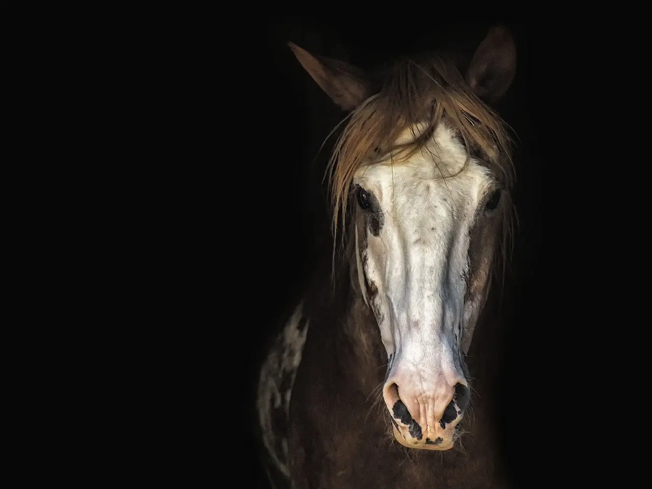 Apron faced horse