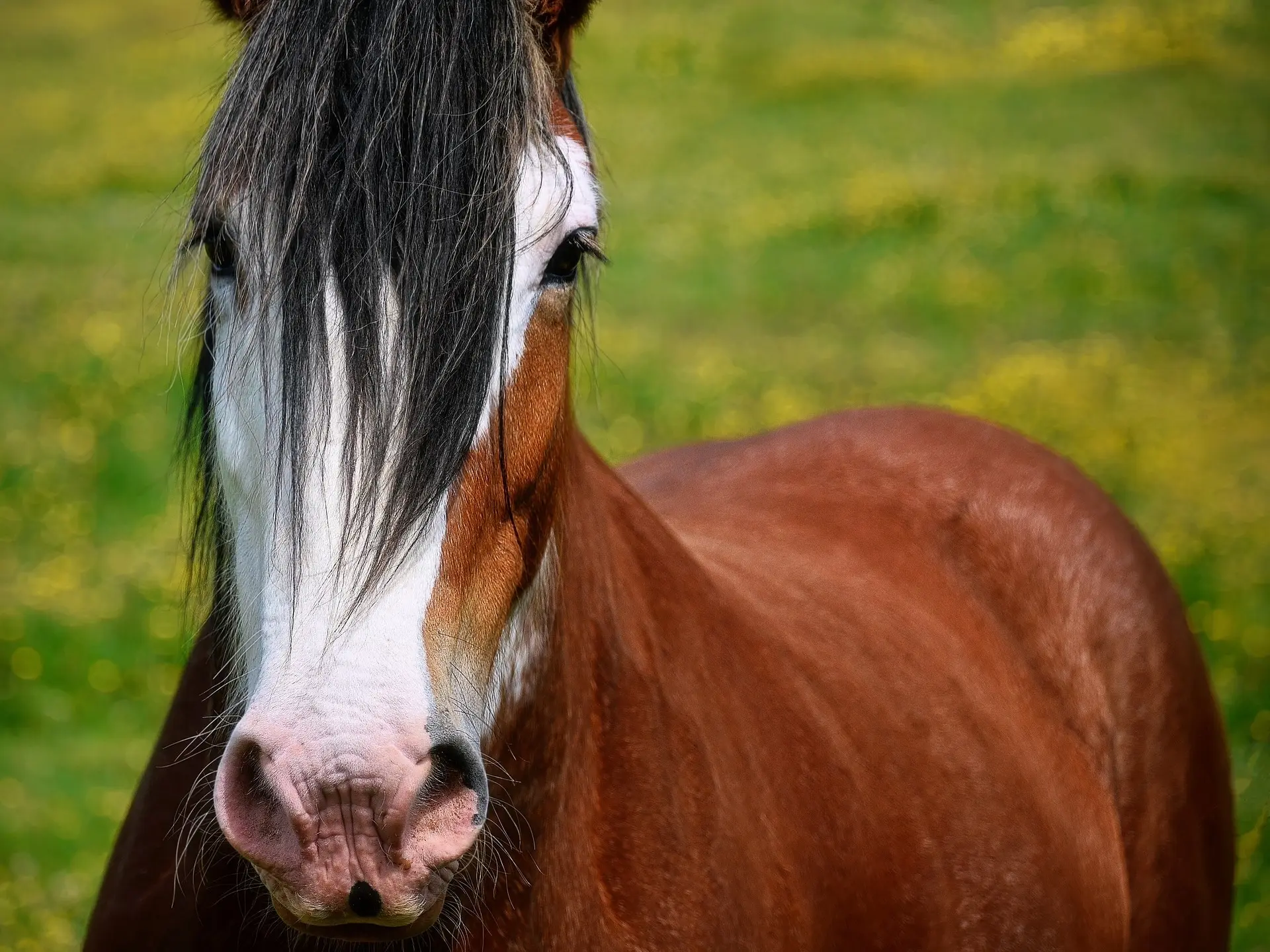 Apron faced horse