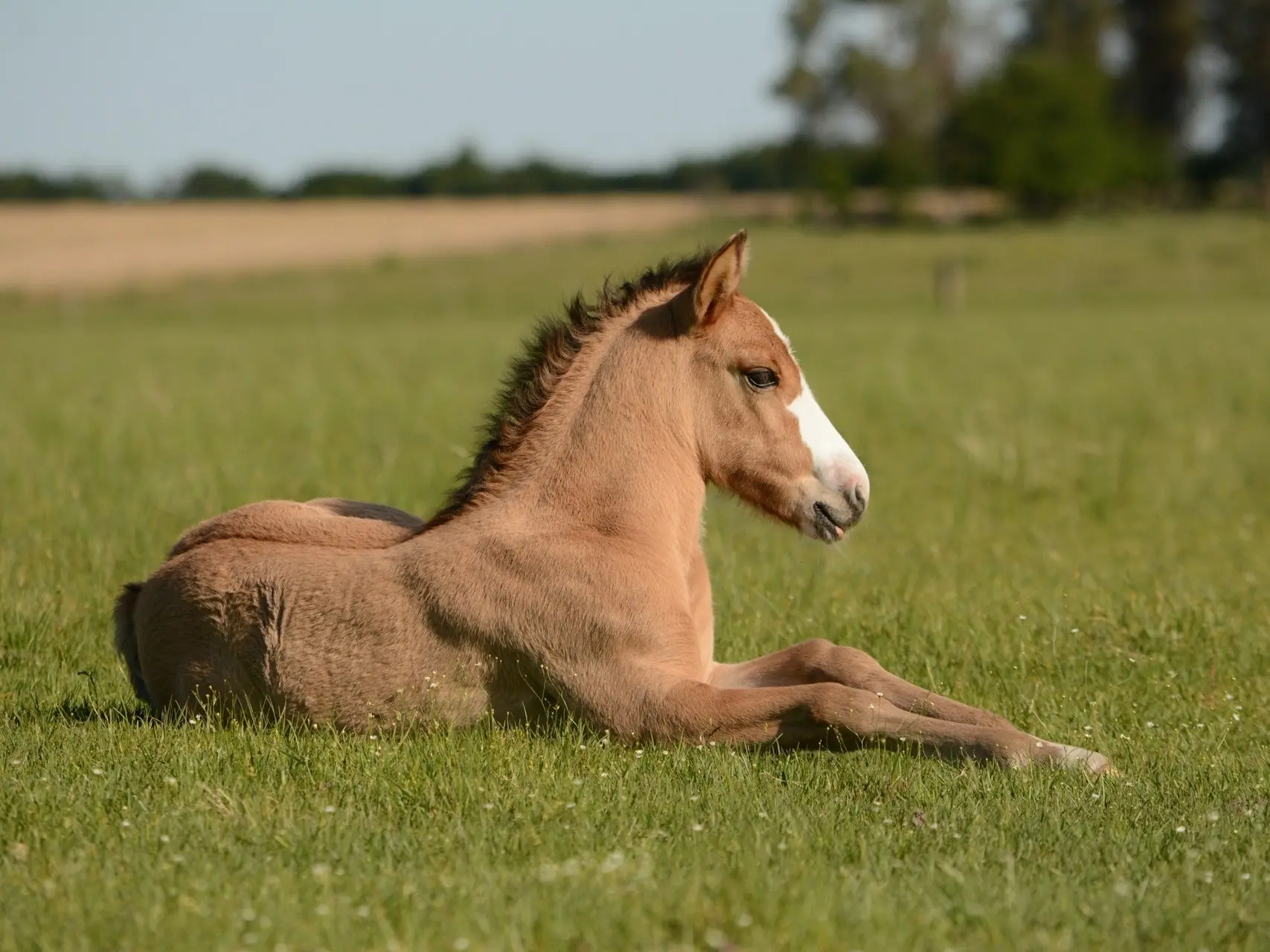 Apron faced horse