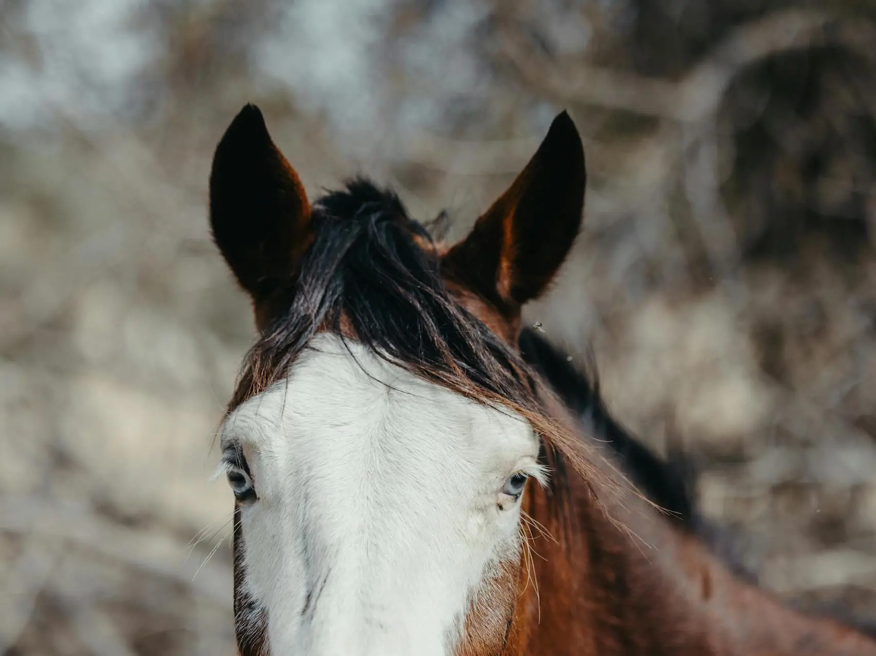 Bald faced horse