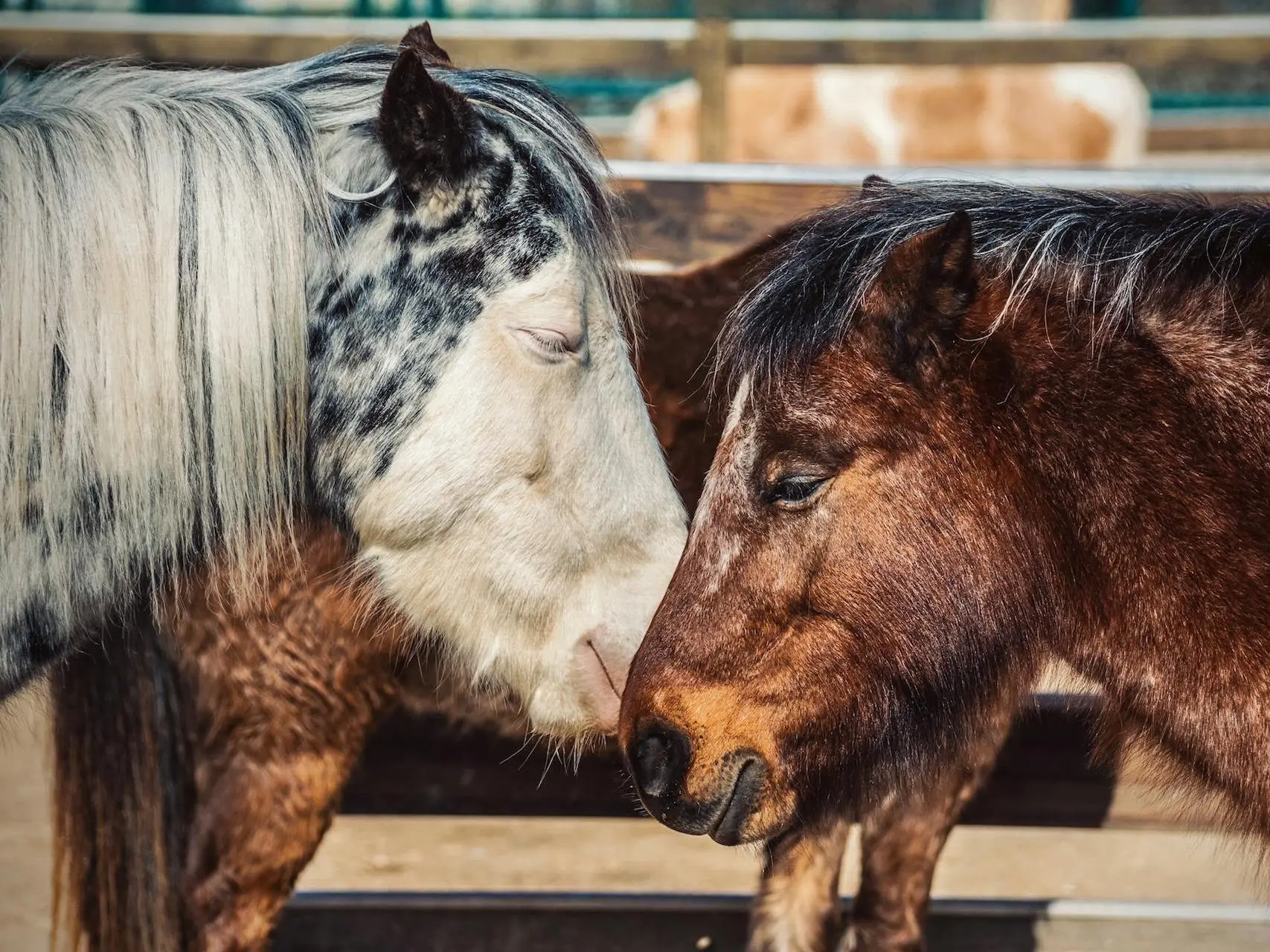 Bald faced horse