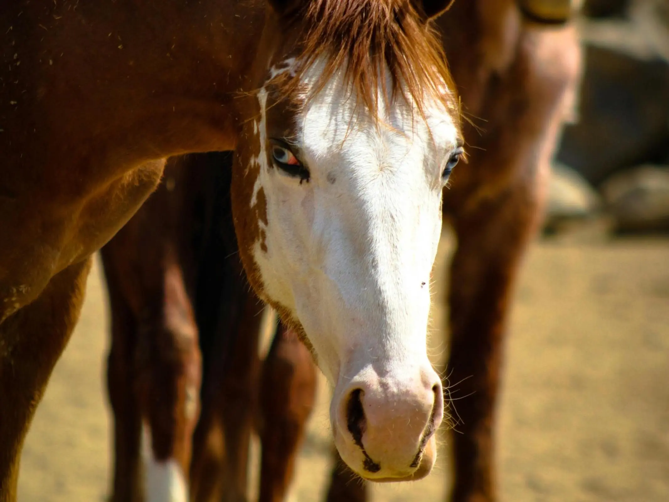 Bald faced horse