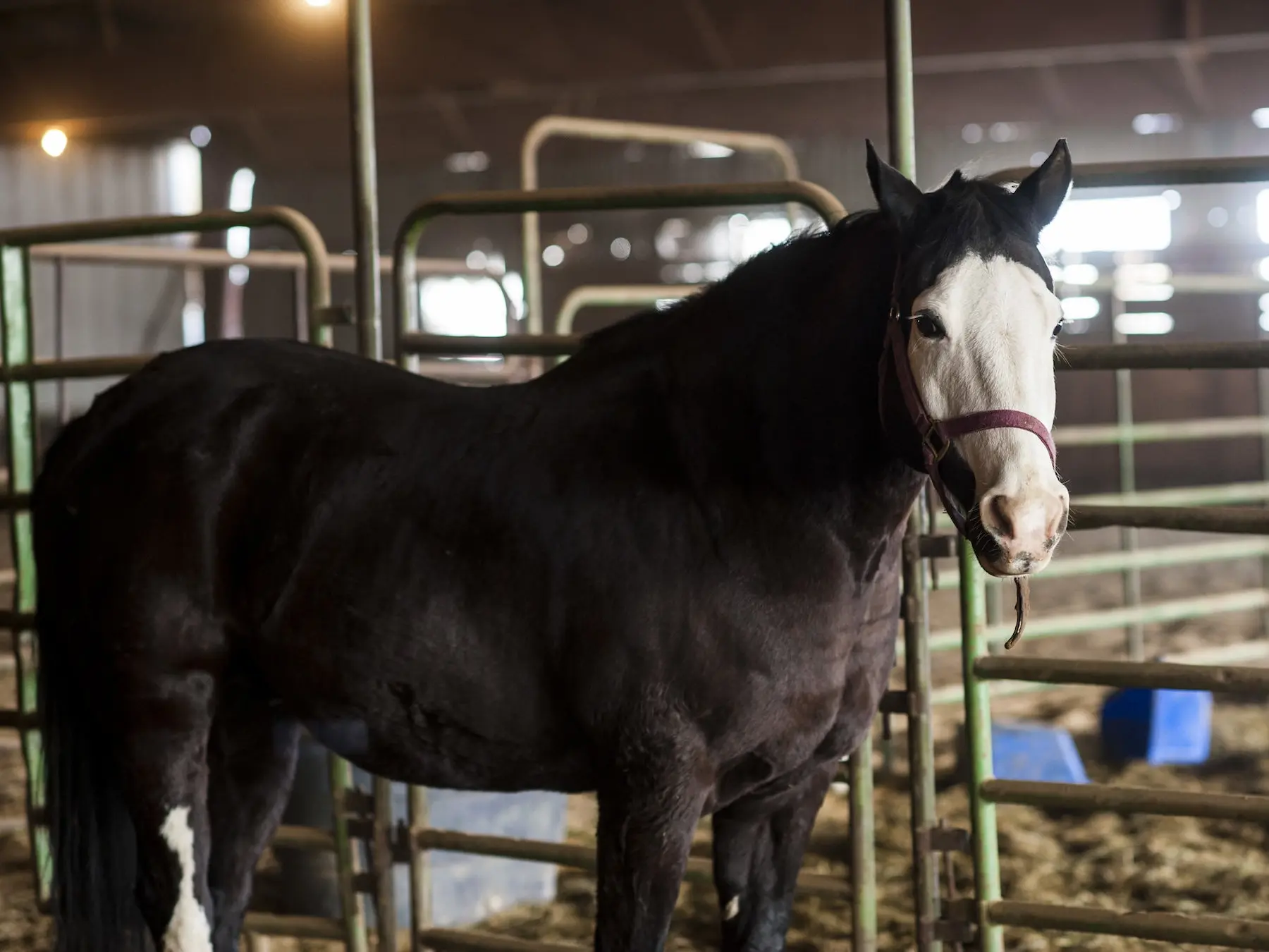 Bald faced horse