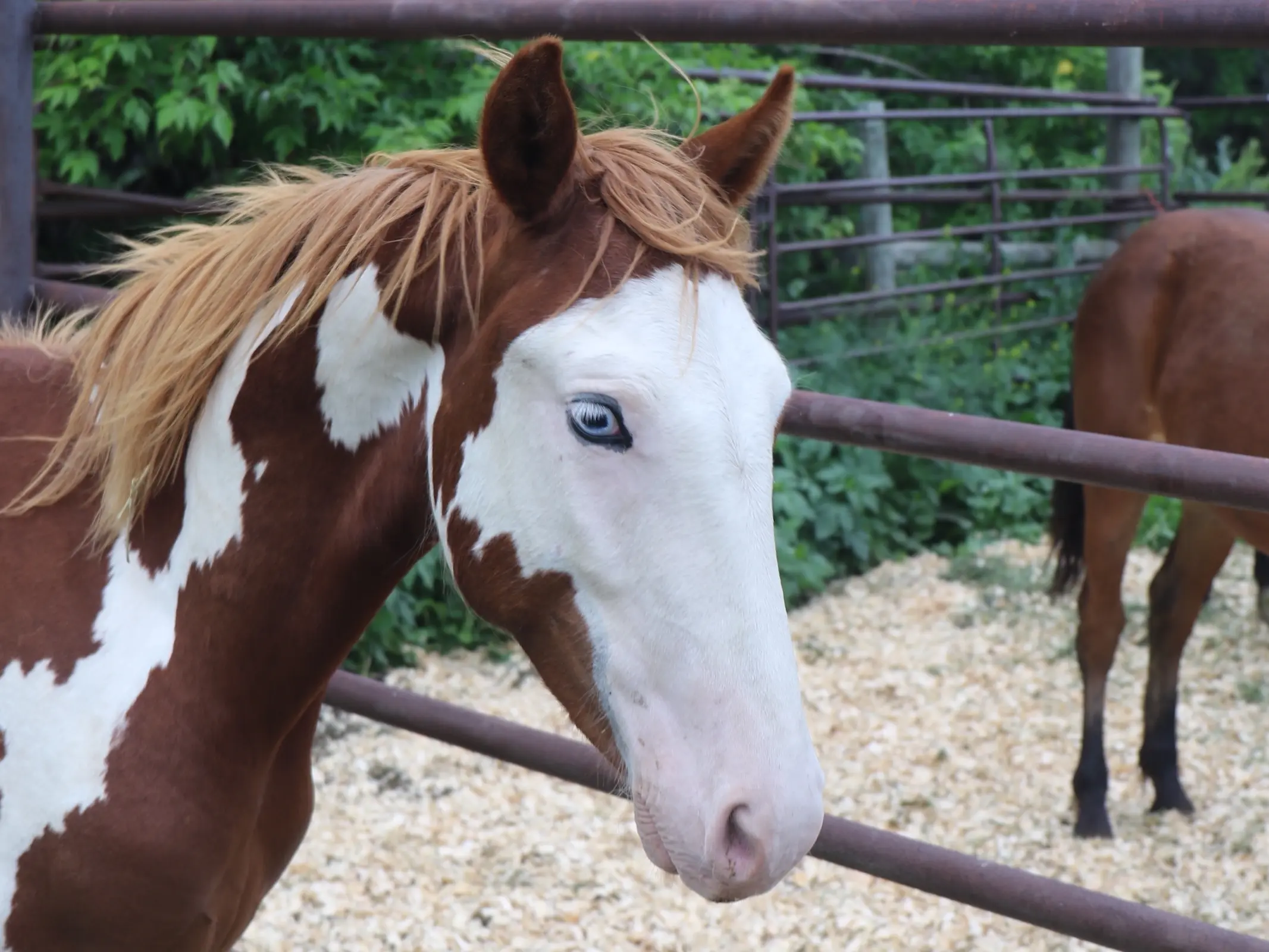 Bald faced horse