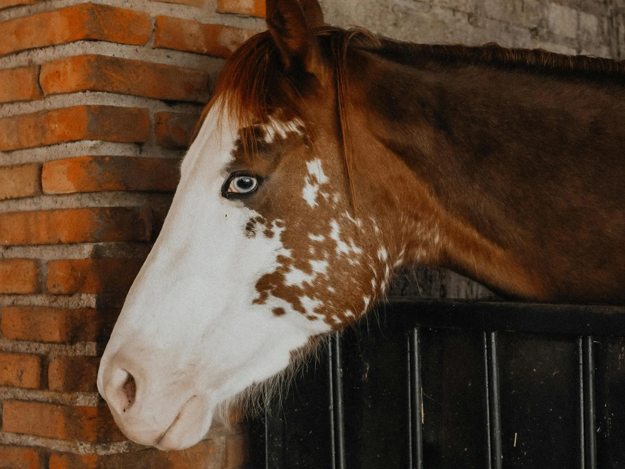 Bald faced horse