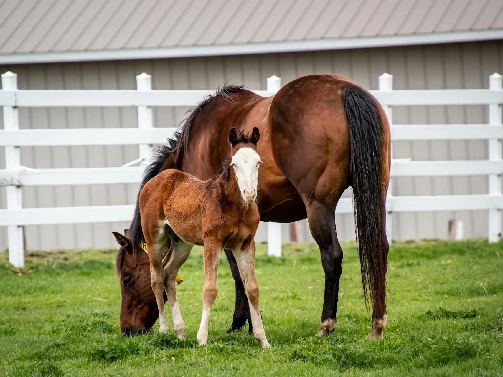 Bald faced horse