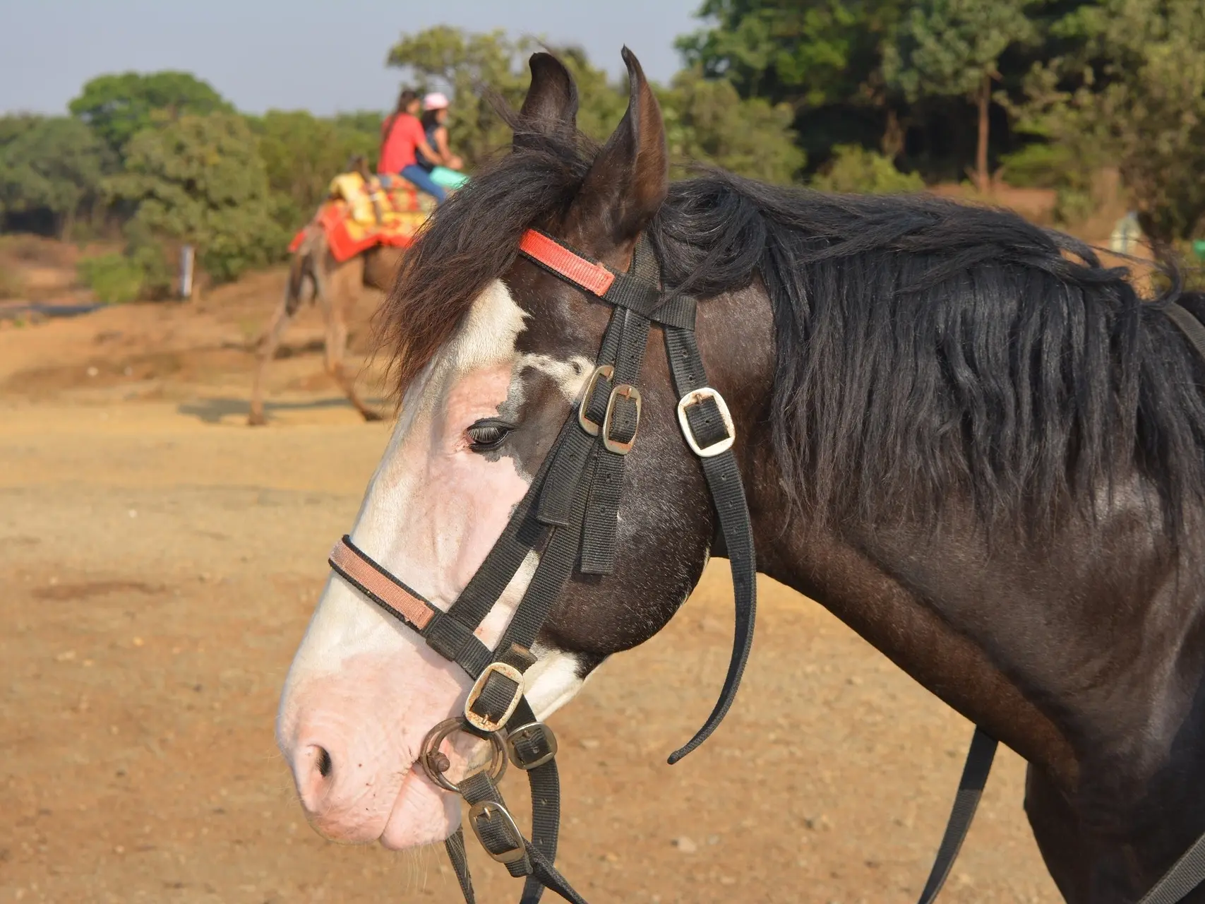 Bald faced horse