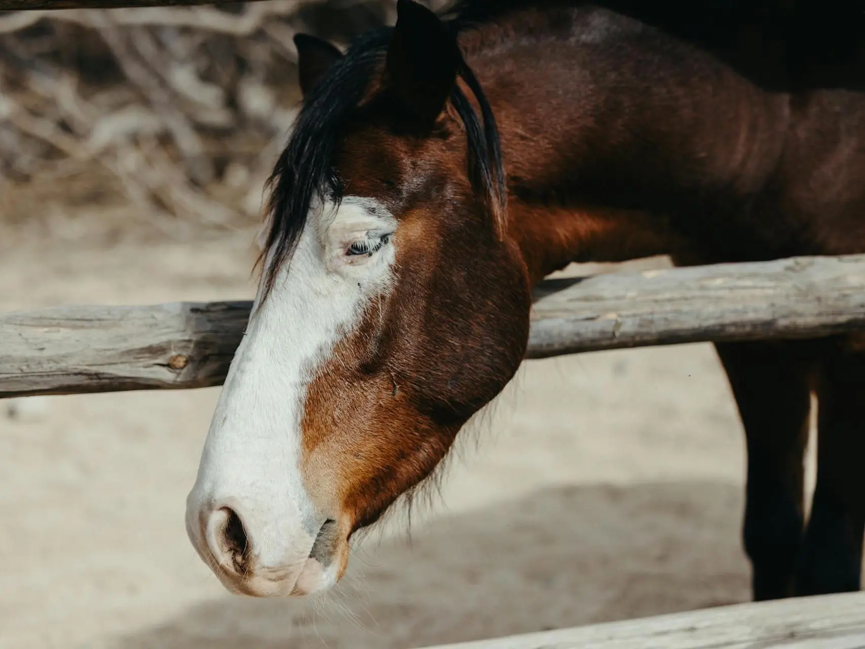 Bald faced horse