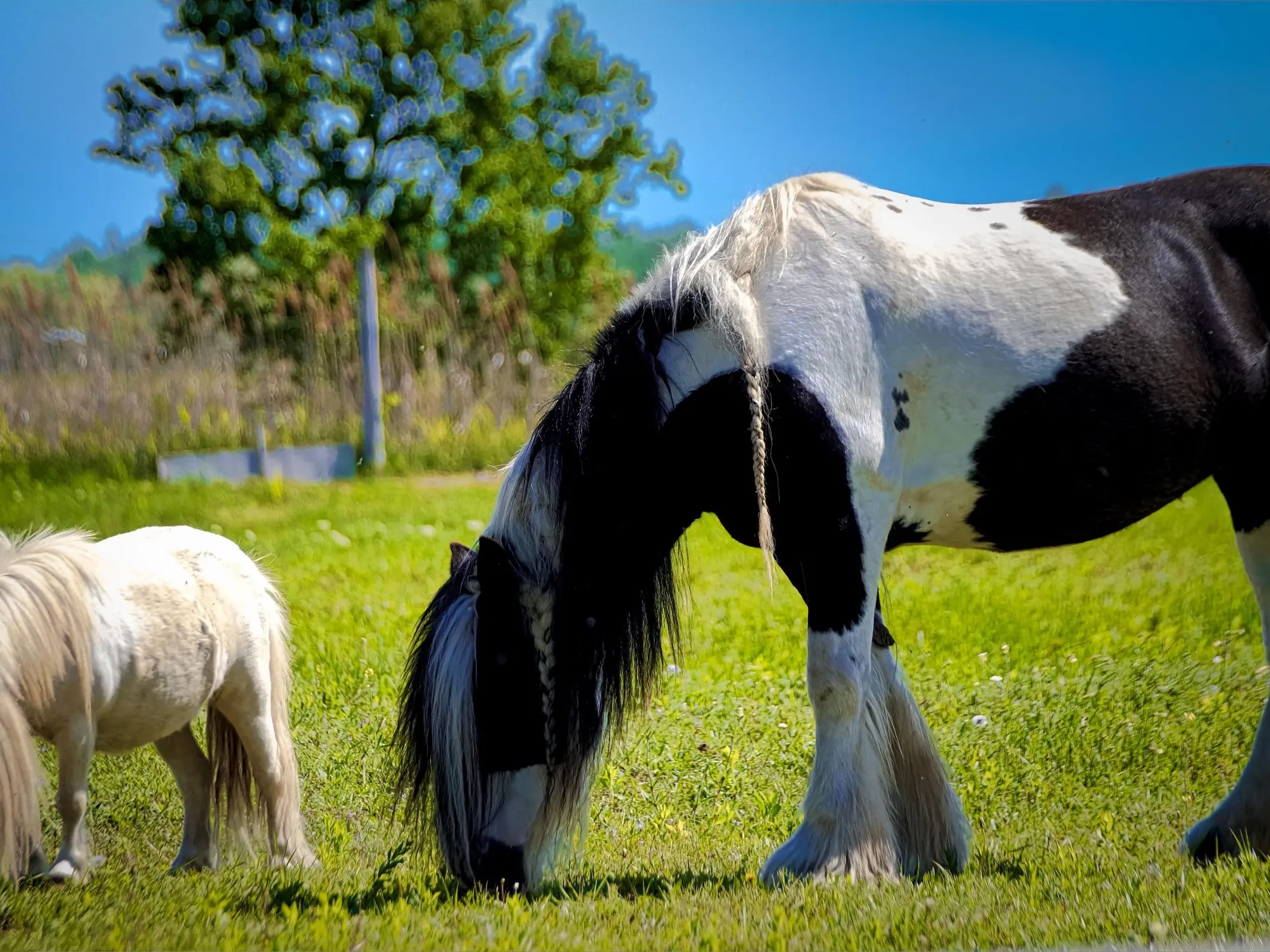 Horse with Belton markings