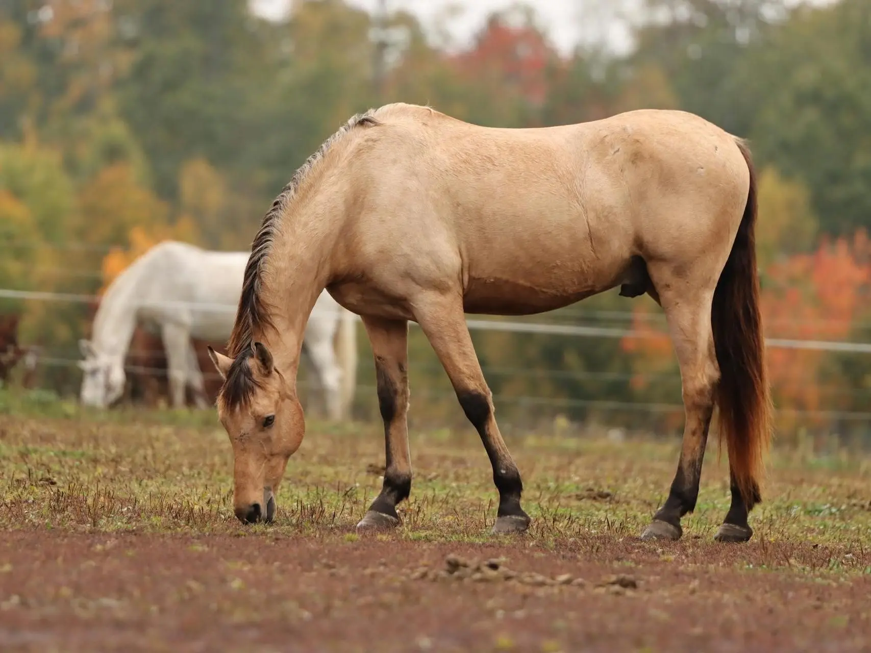 Horse with a black sock leg marking