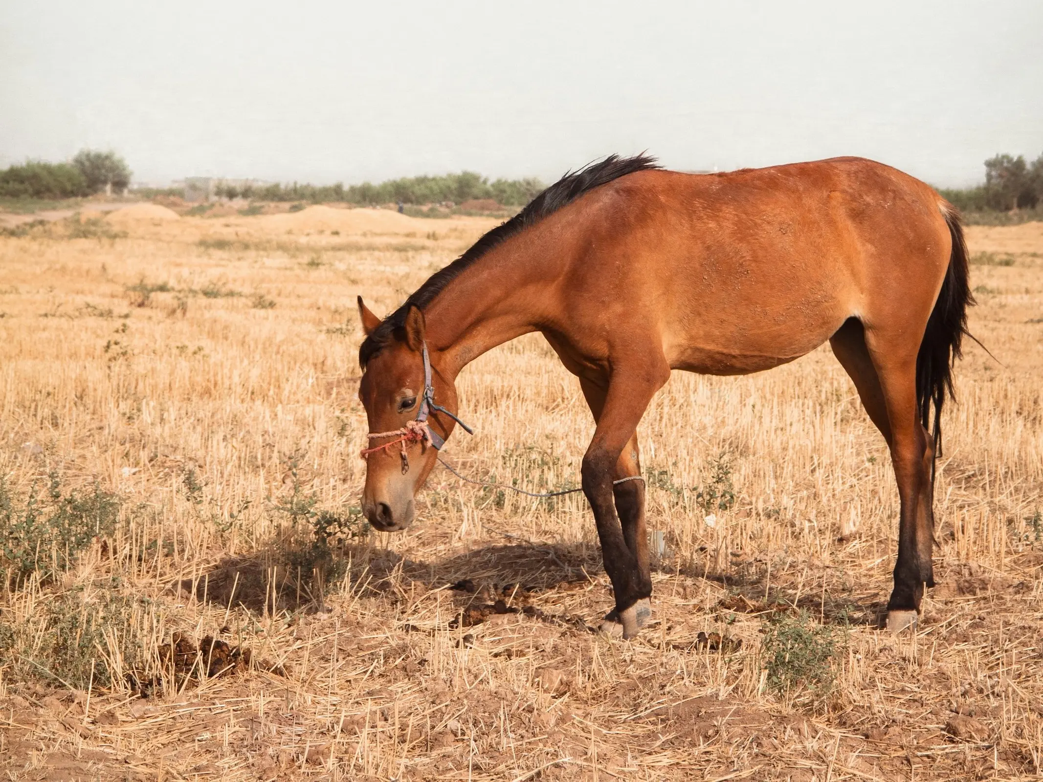 Horse with a black sock leg marking