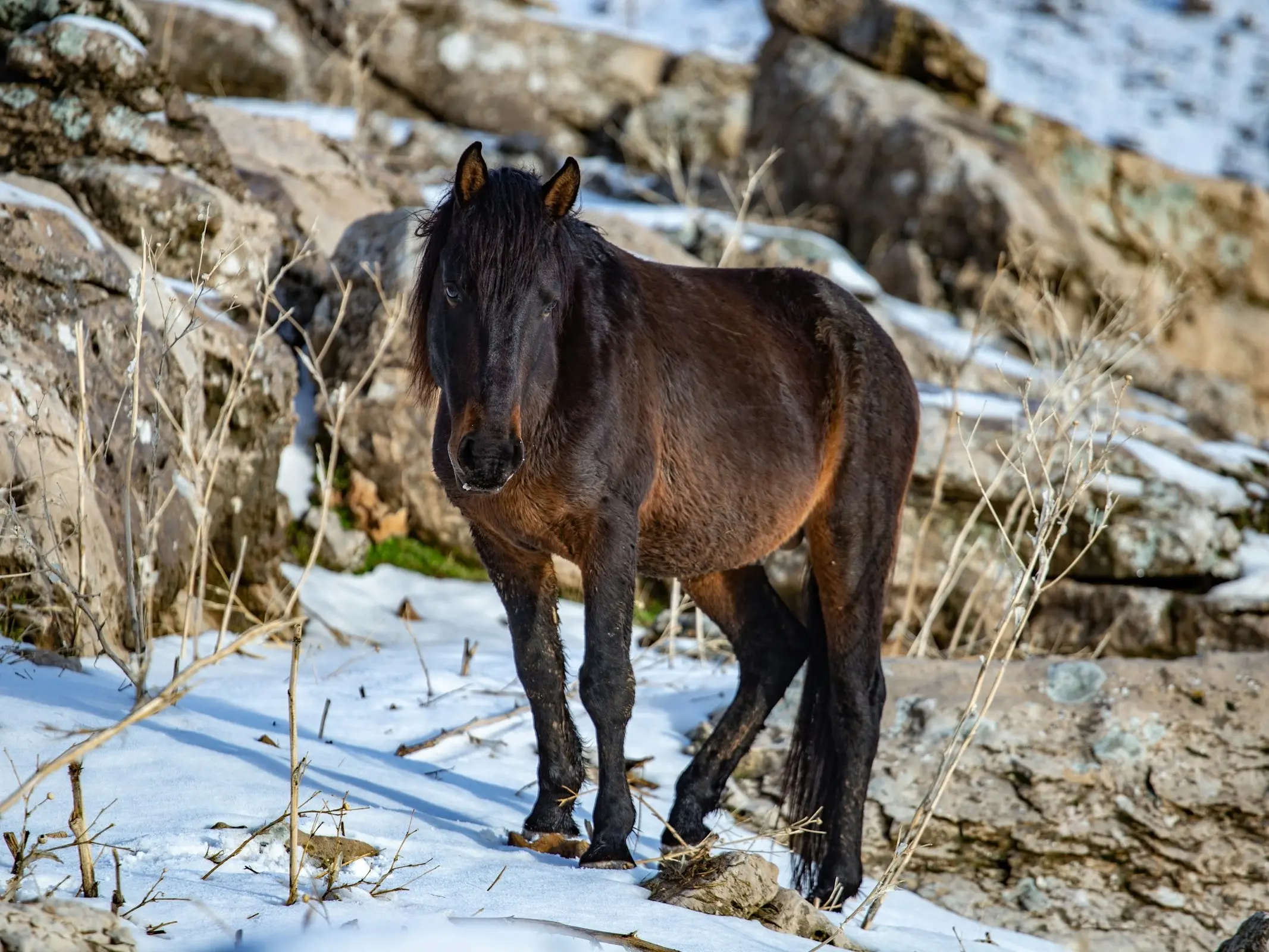 Horse with black sock markings