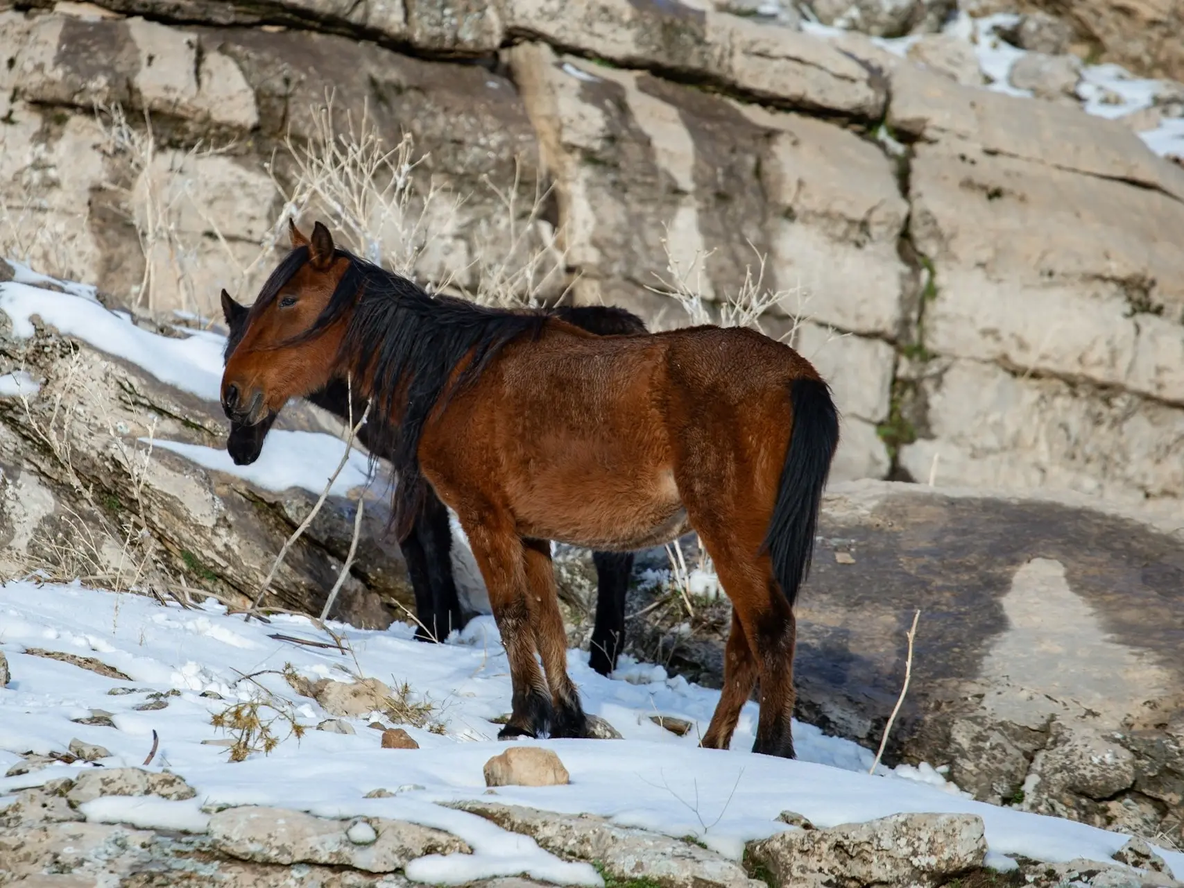 Horse with a black sock leg marking