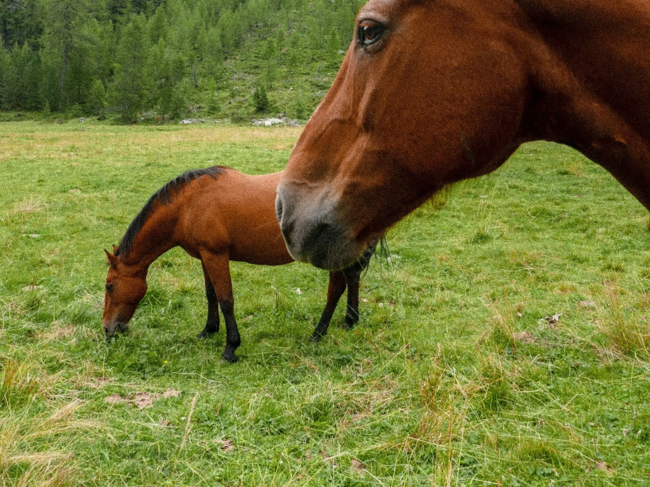 Horse with a black sock leg marking