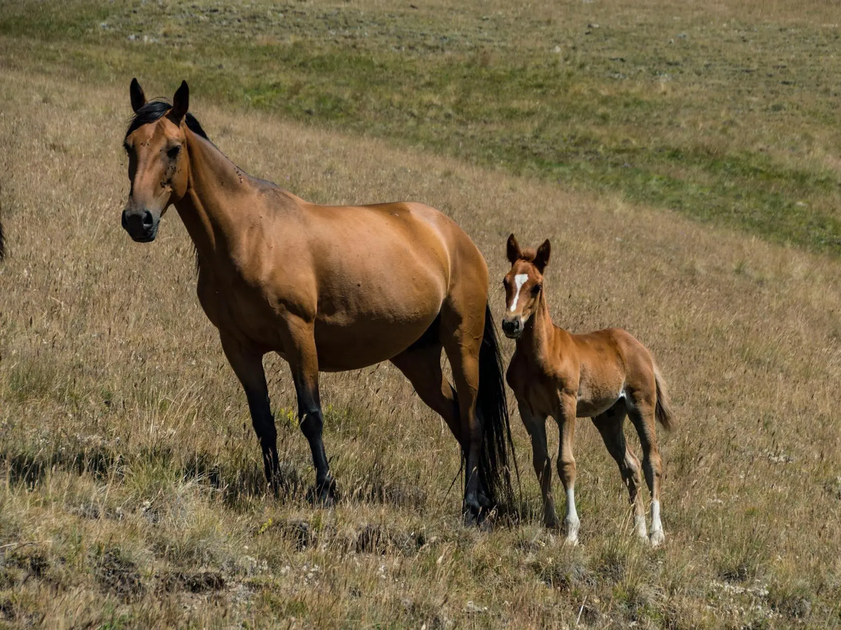 Horse with a black sock leg marking