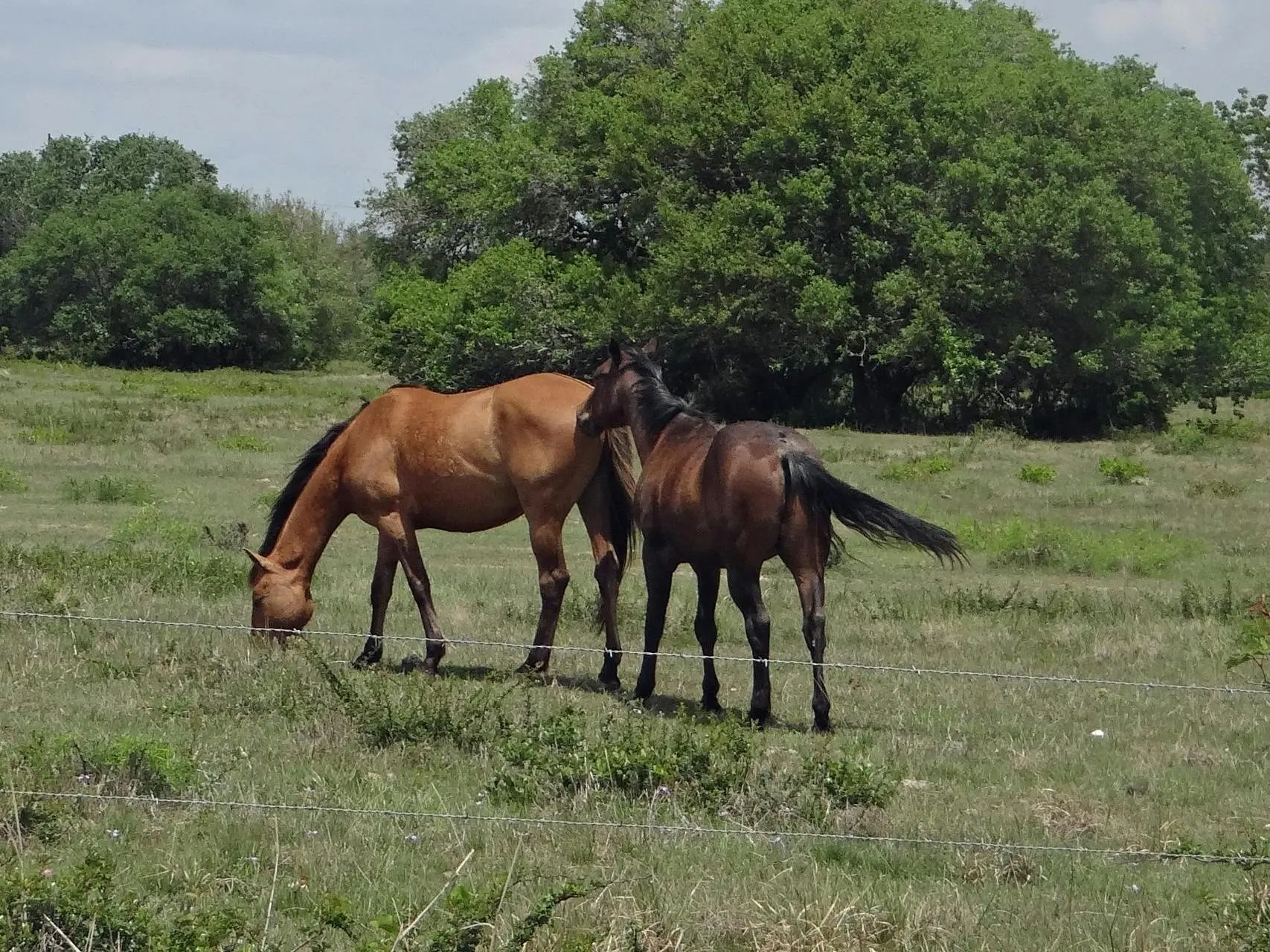 Horse with a black sock leg marking