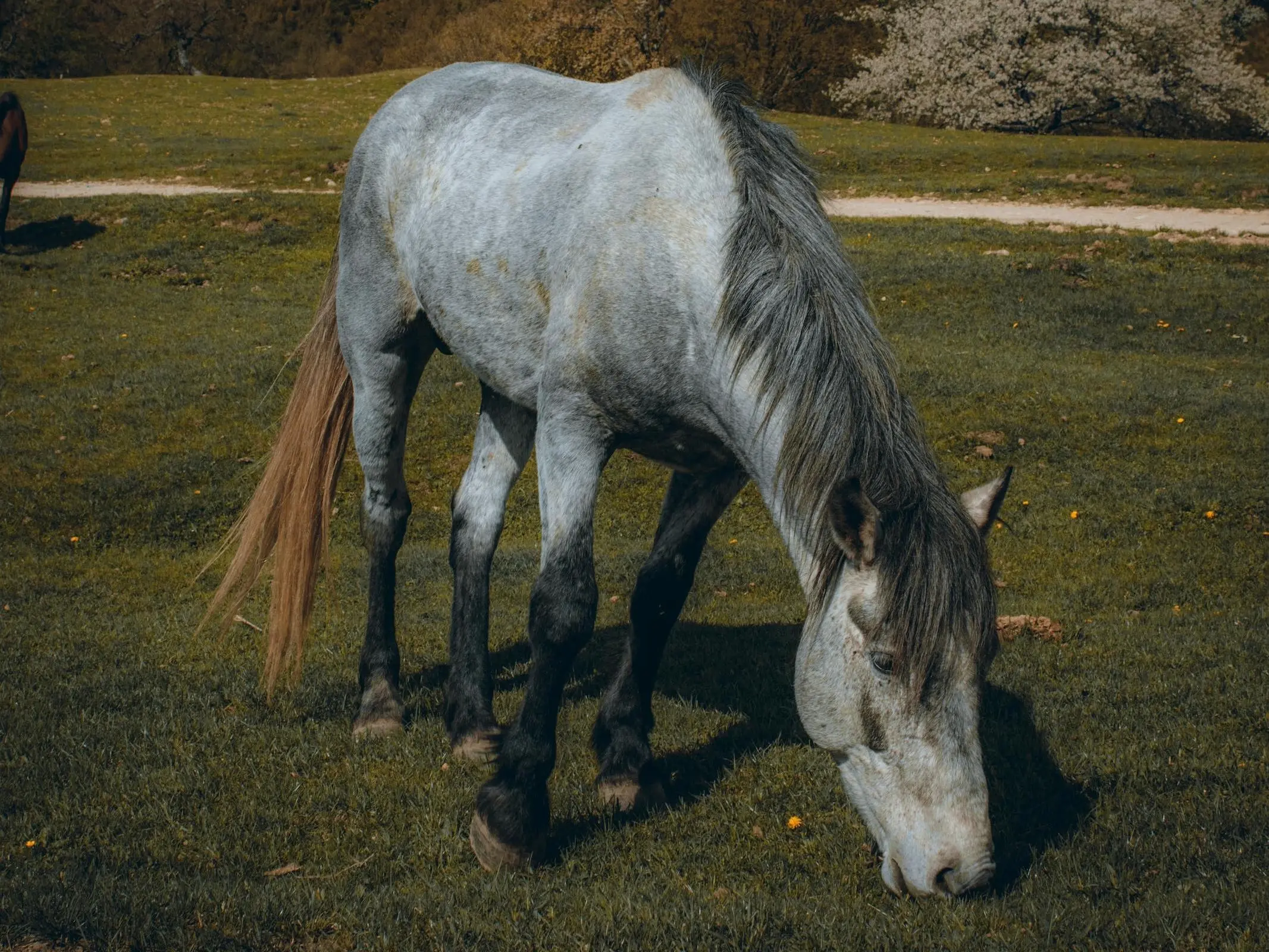 Horse with a black sock leg marking