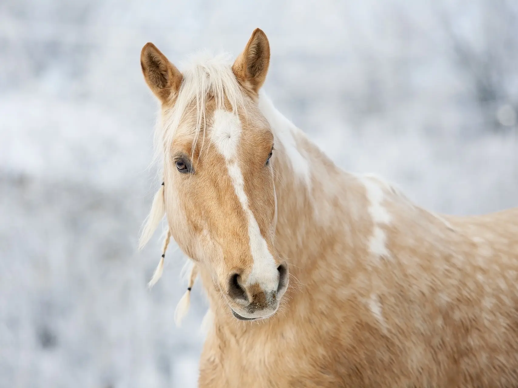 Horse with blaze marking