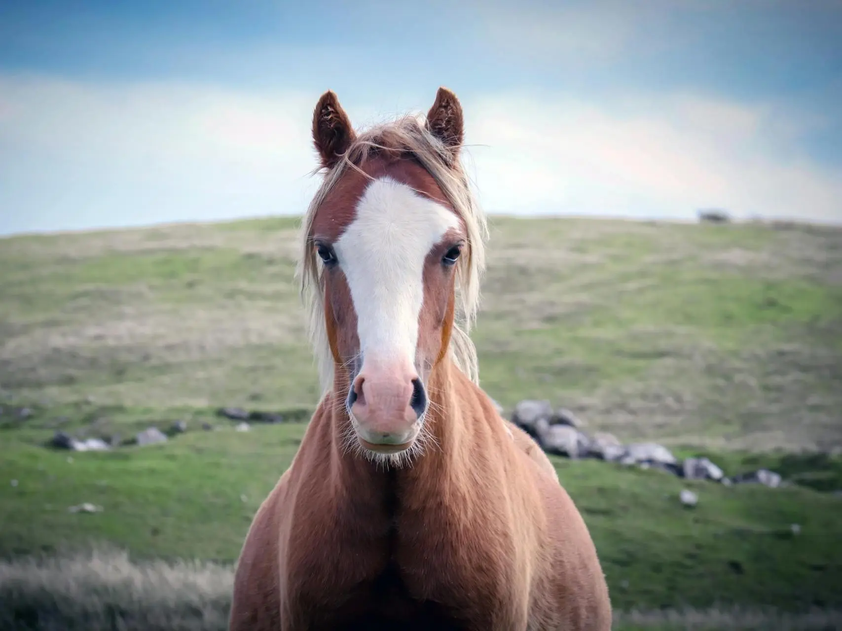 Horse with a blaze