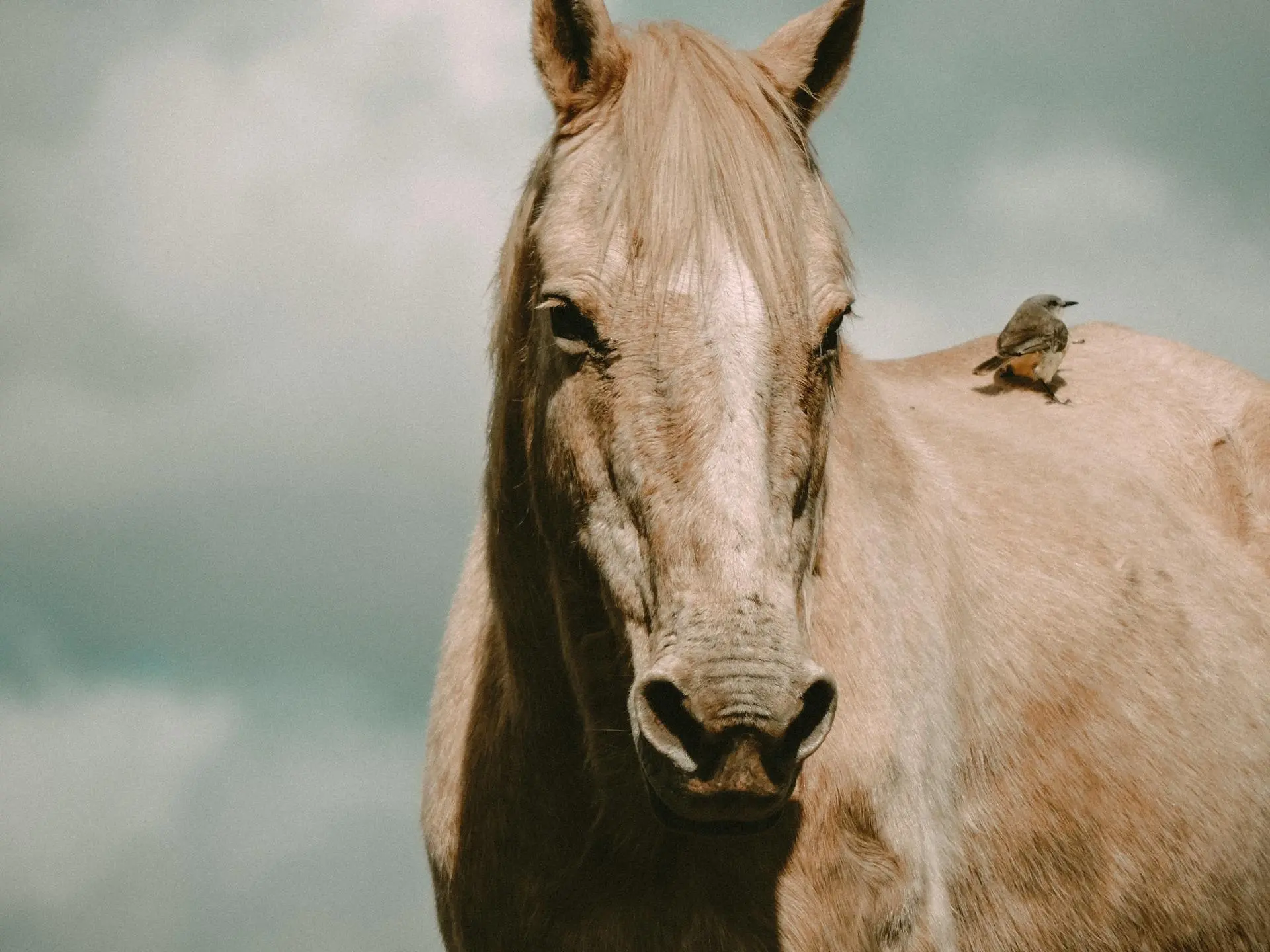 Horse with blaze marking