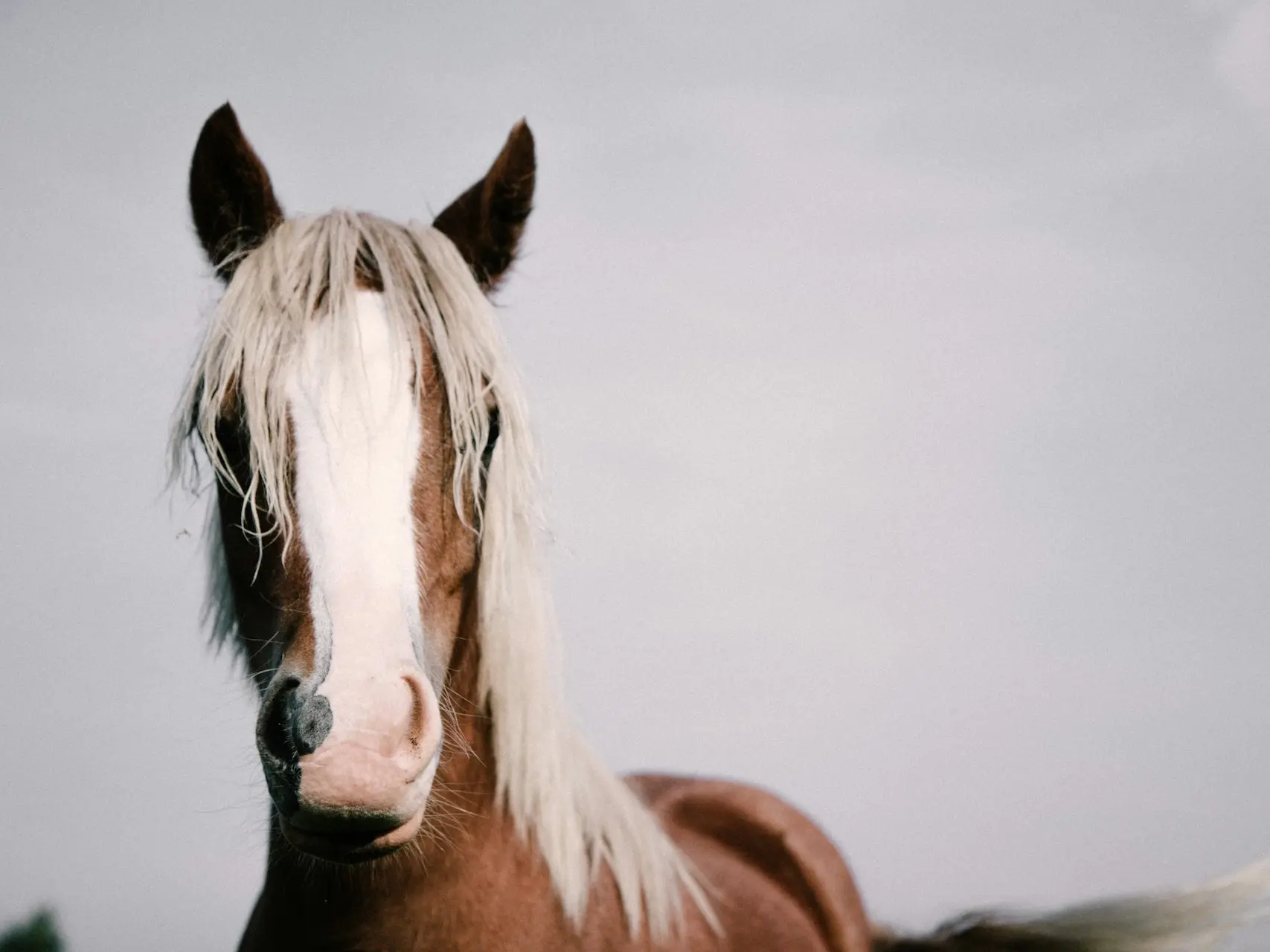 Horse with blaze marking