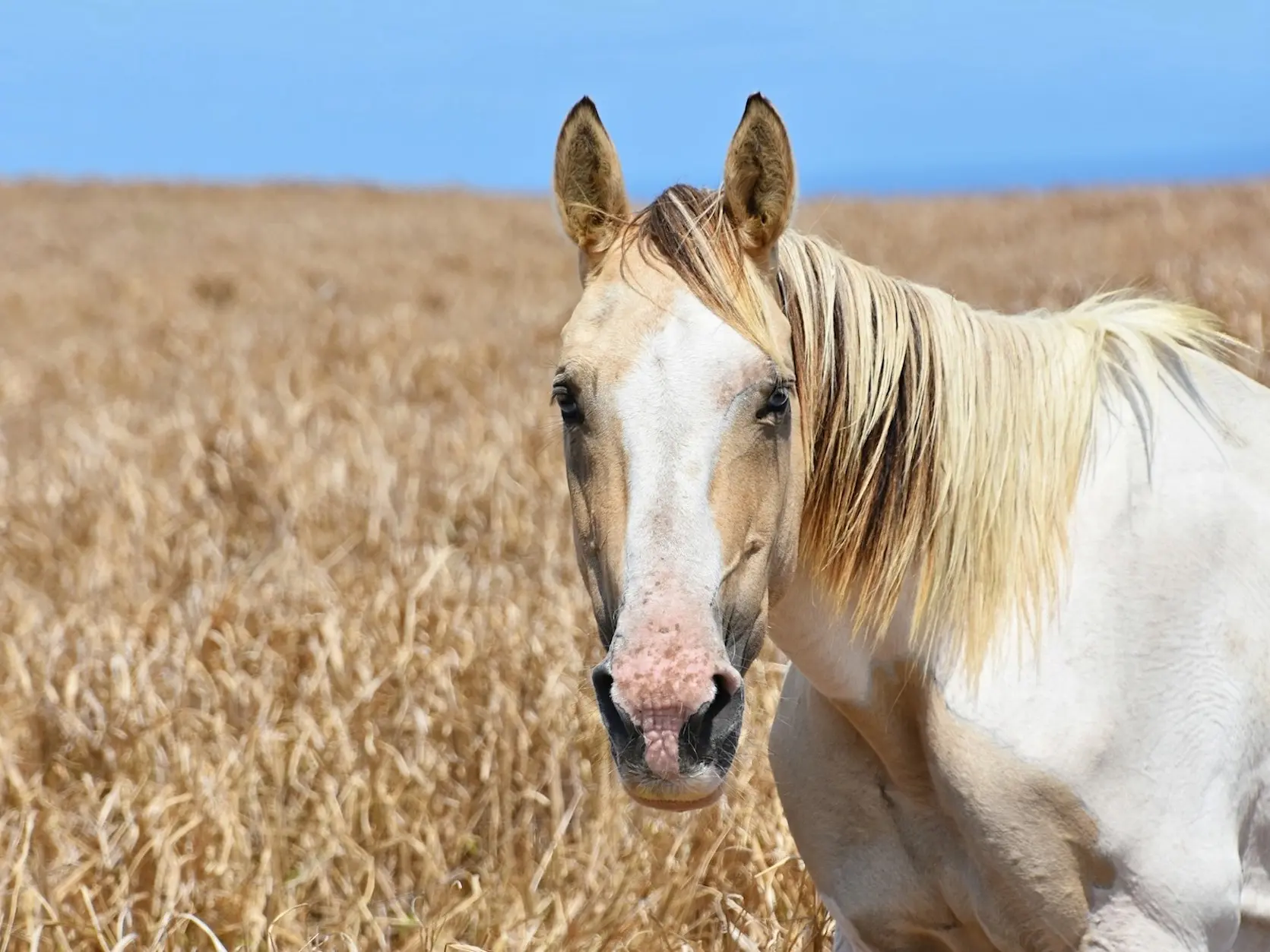 Horse with blaze marking