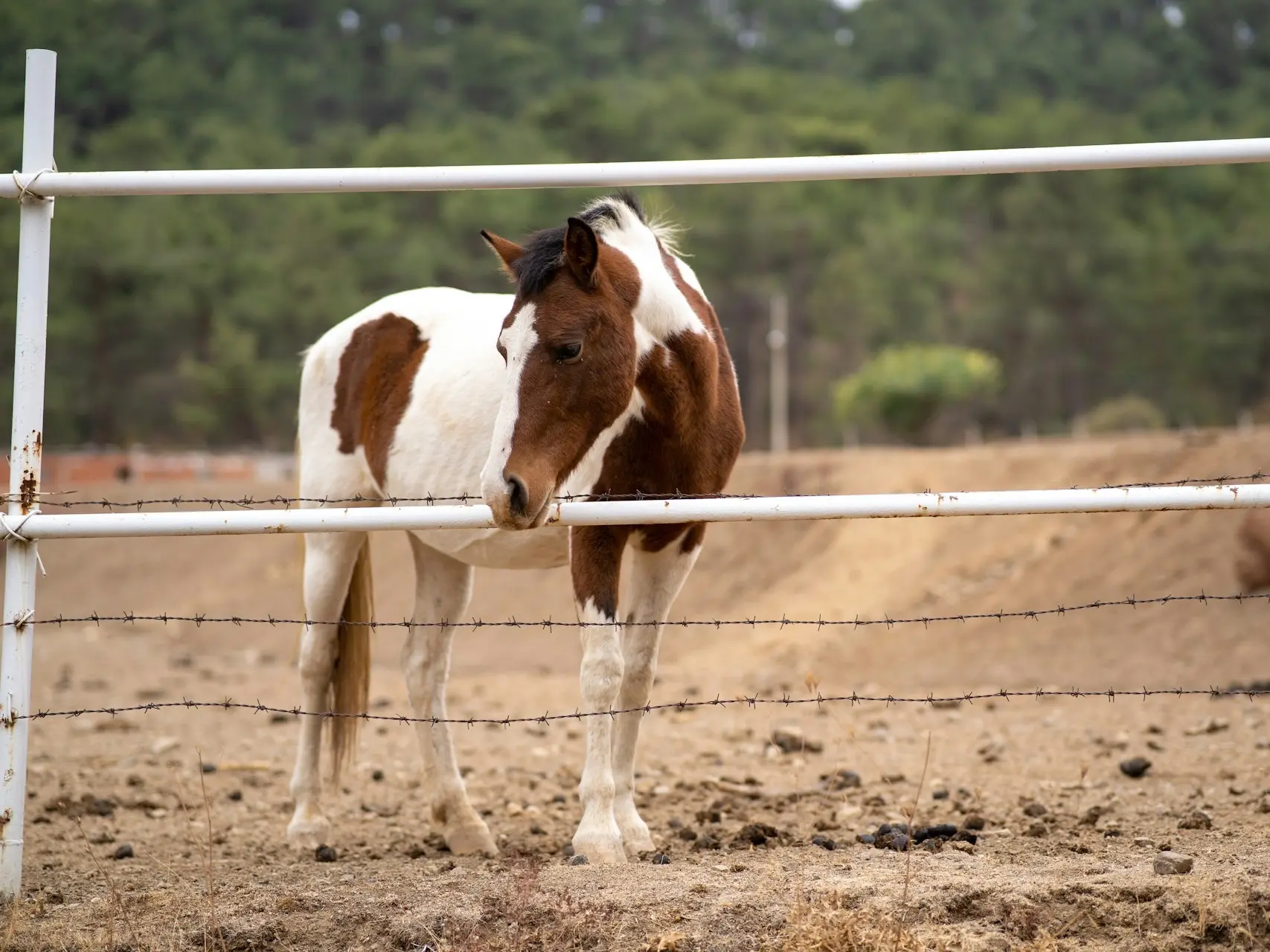 Horse with blaze marking