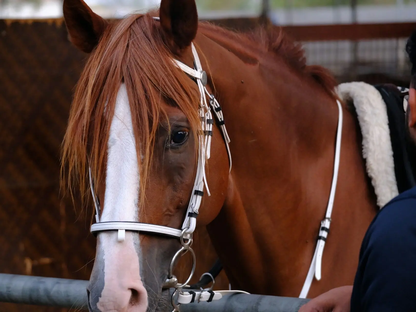 Horse with blaze marking