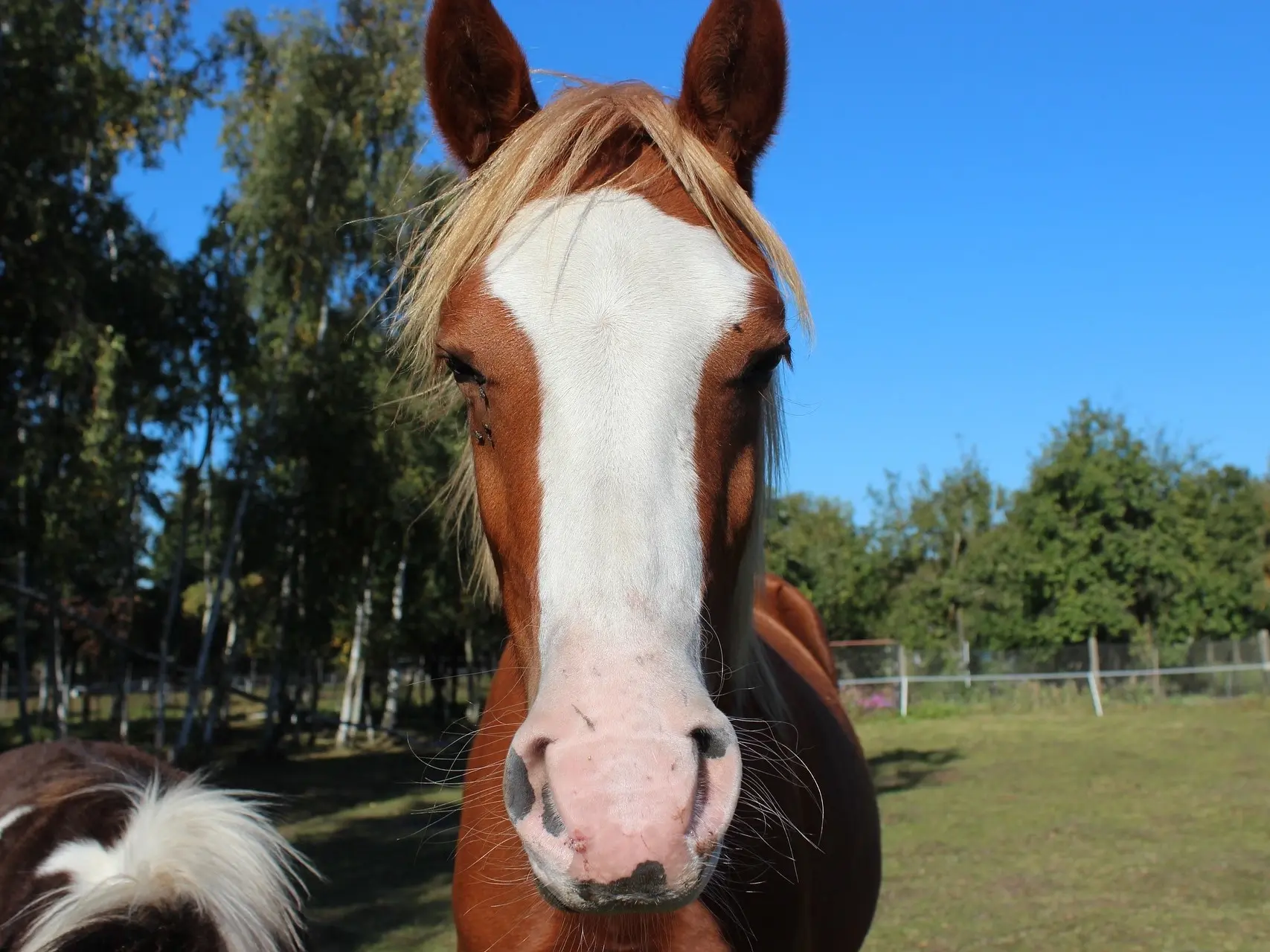 Horse with blaze marking