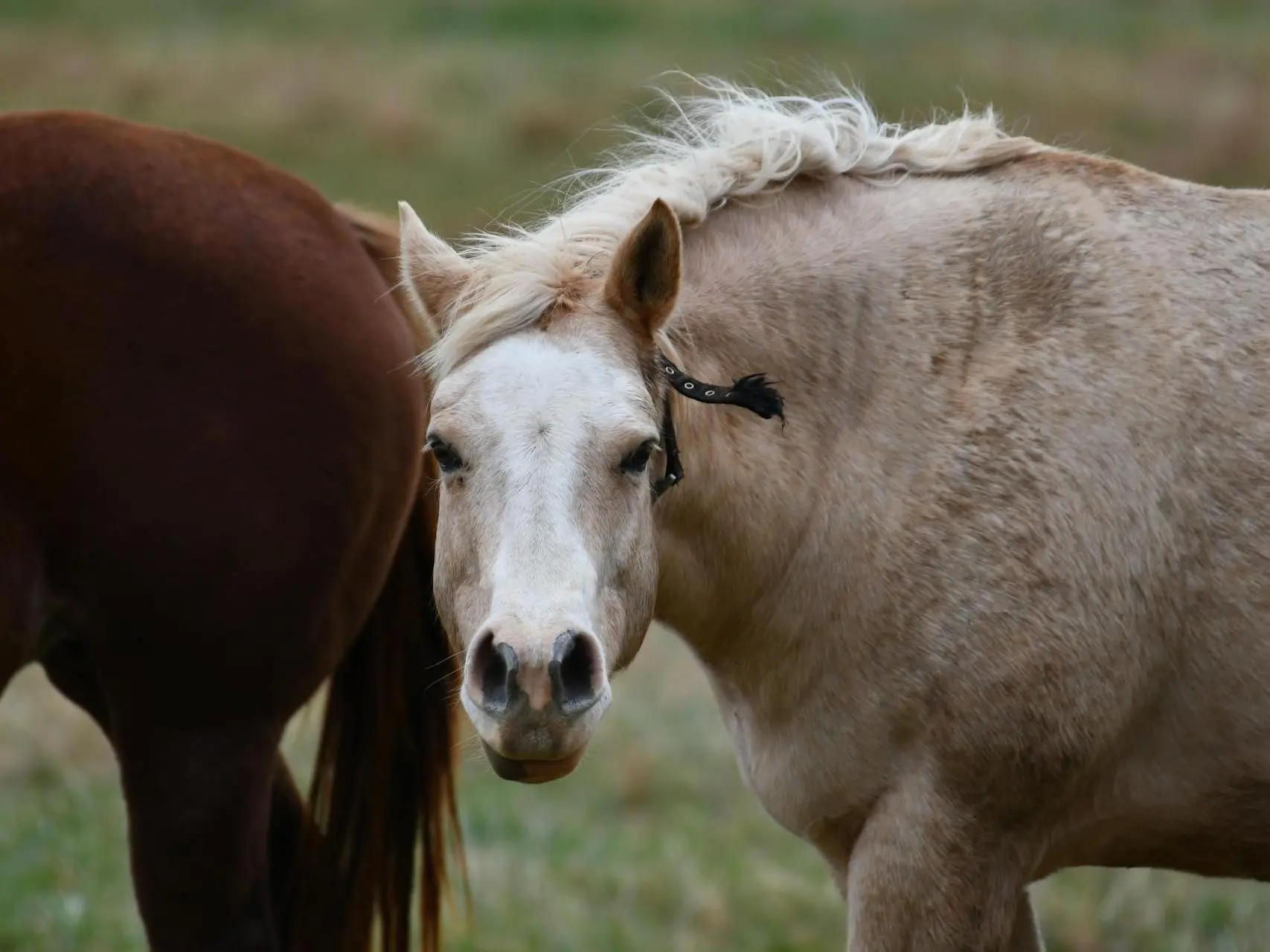 Horse with blaze marking