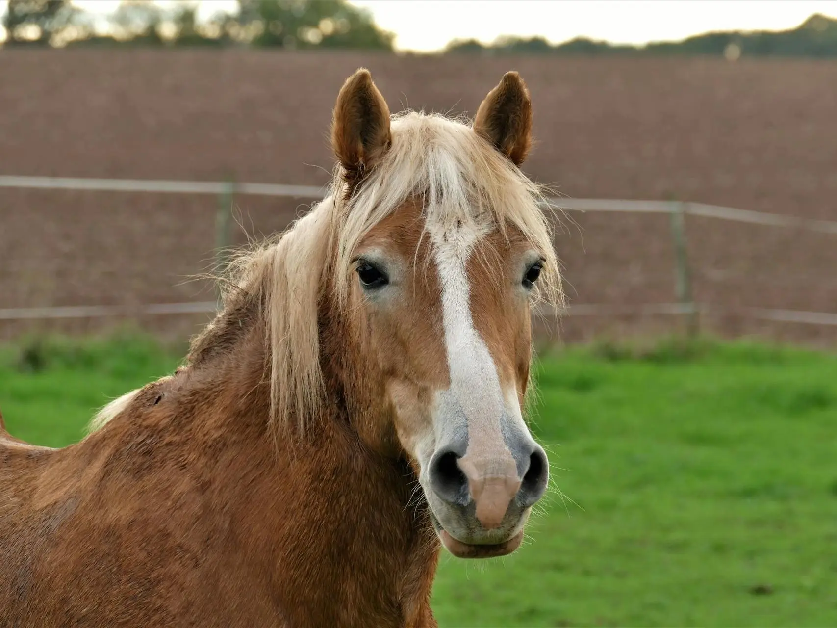 Horse with blaze marking