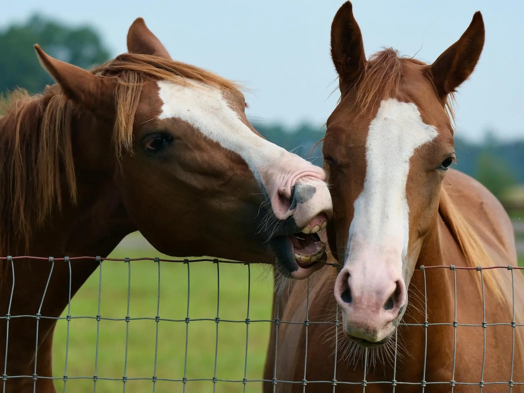 Horse with blaze marking