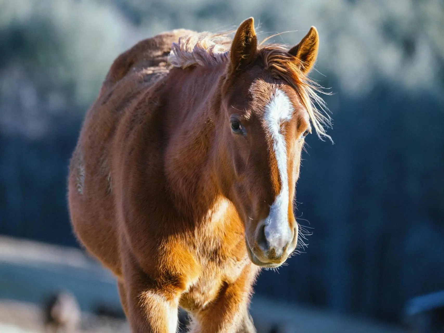 Horse with blaze marking