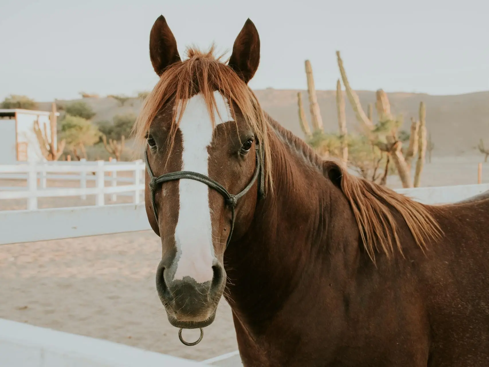 Horse with blaze marking