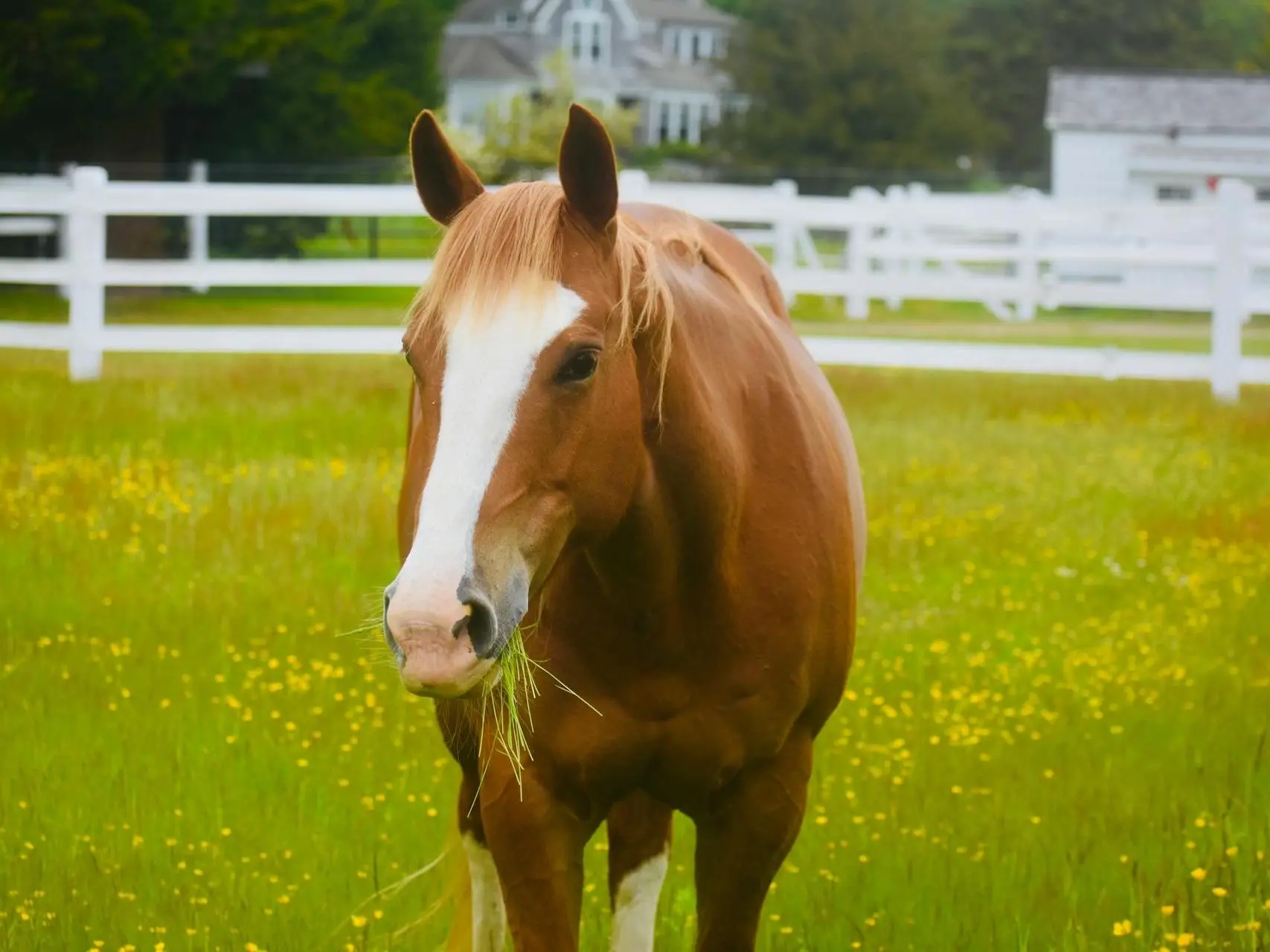 Horse with blaze marking