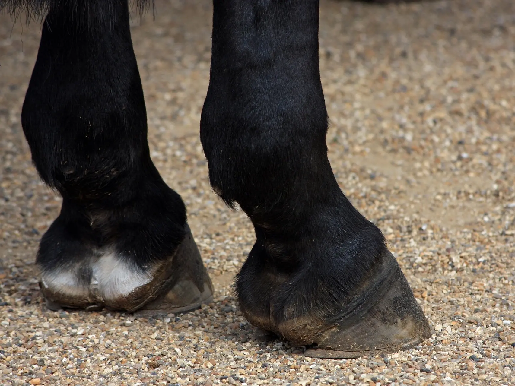 Horse with a coronet leg marking