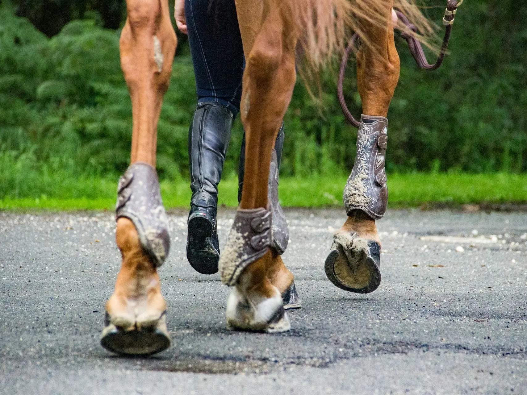 Horse with a coronet leg marking